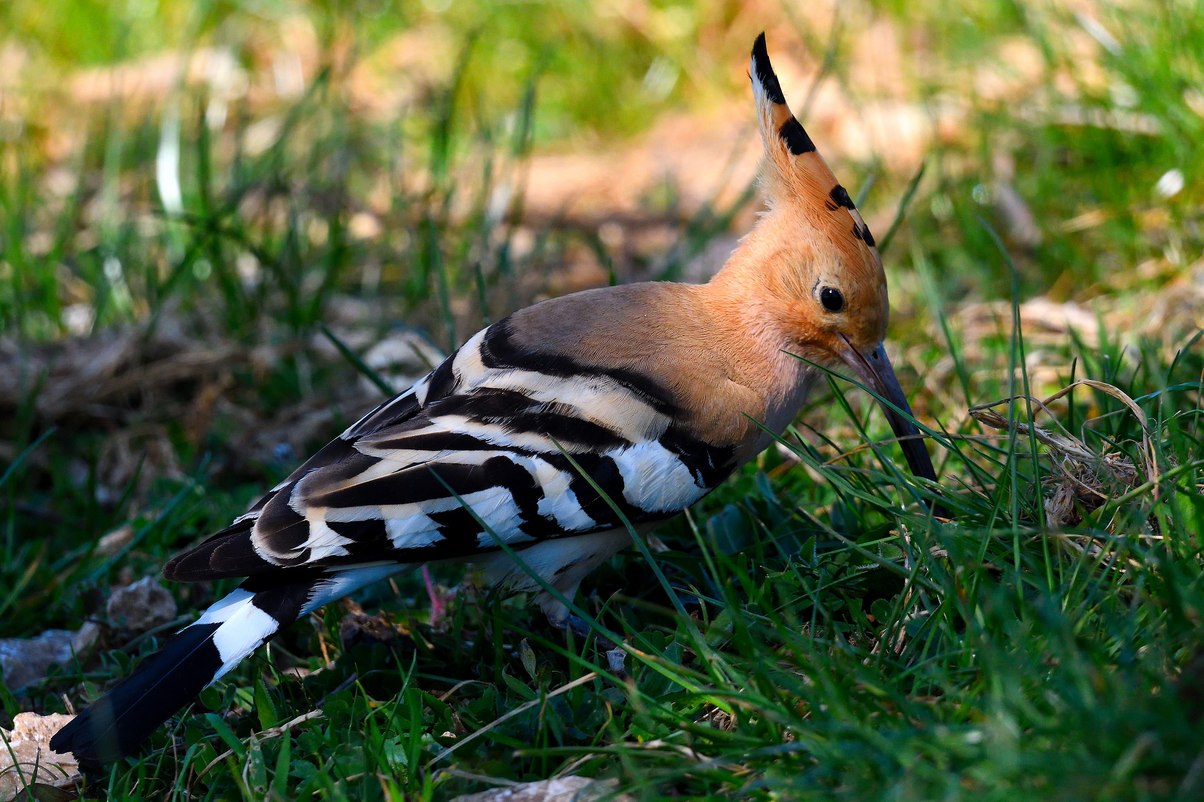Hoopoe