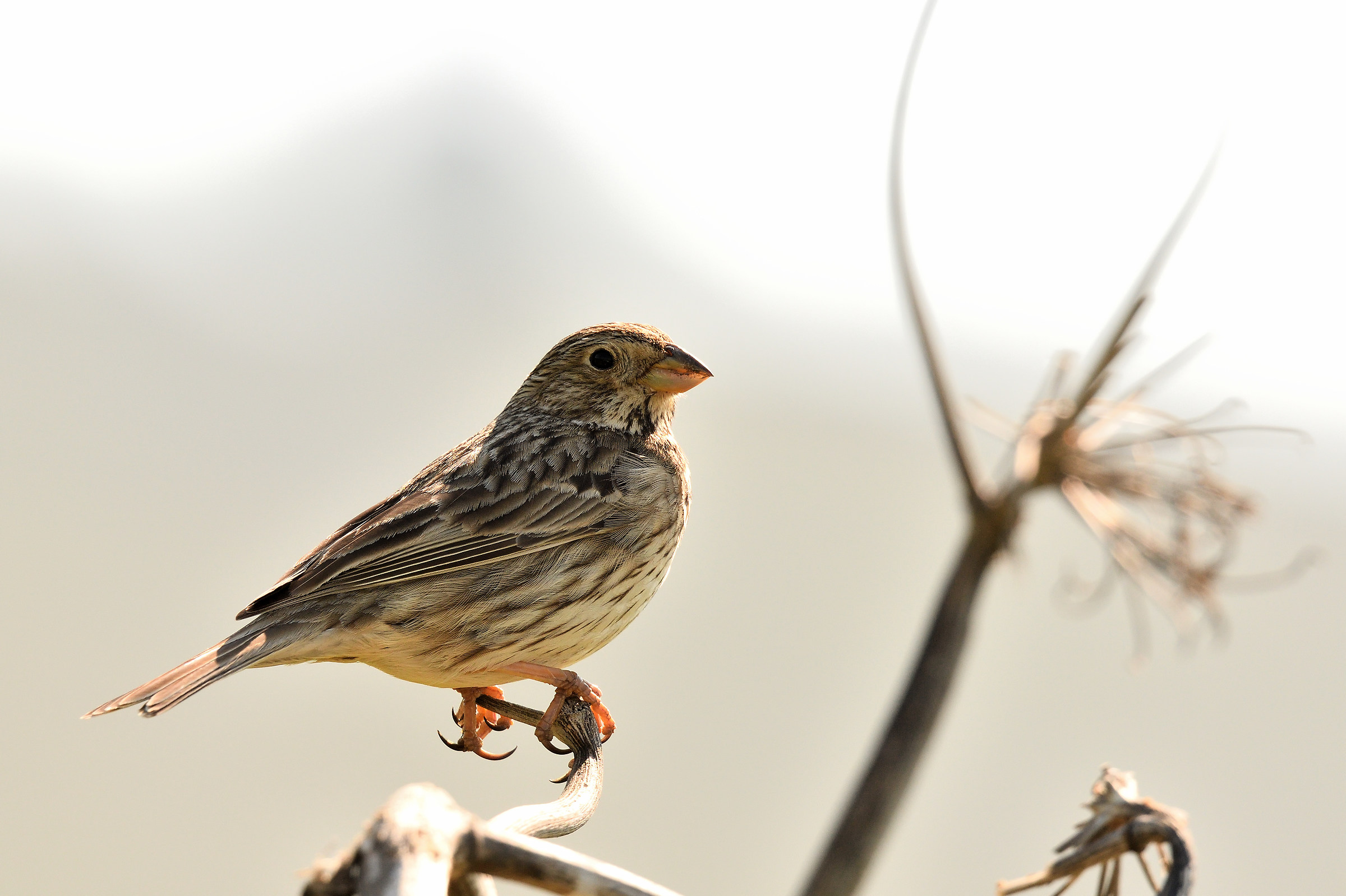 Strillozzo in forte controluce