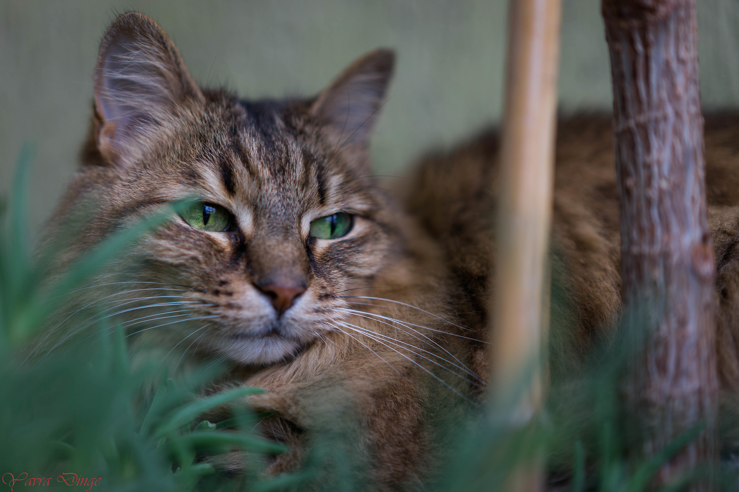 Isolde ... almost a Norwegian