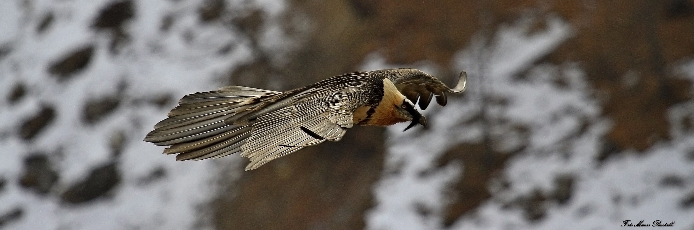 faccia a faccia con il gipeto