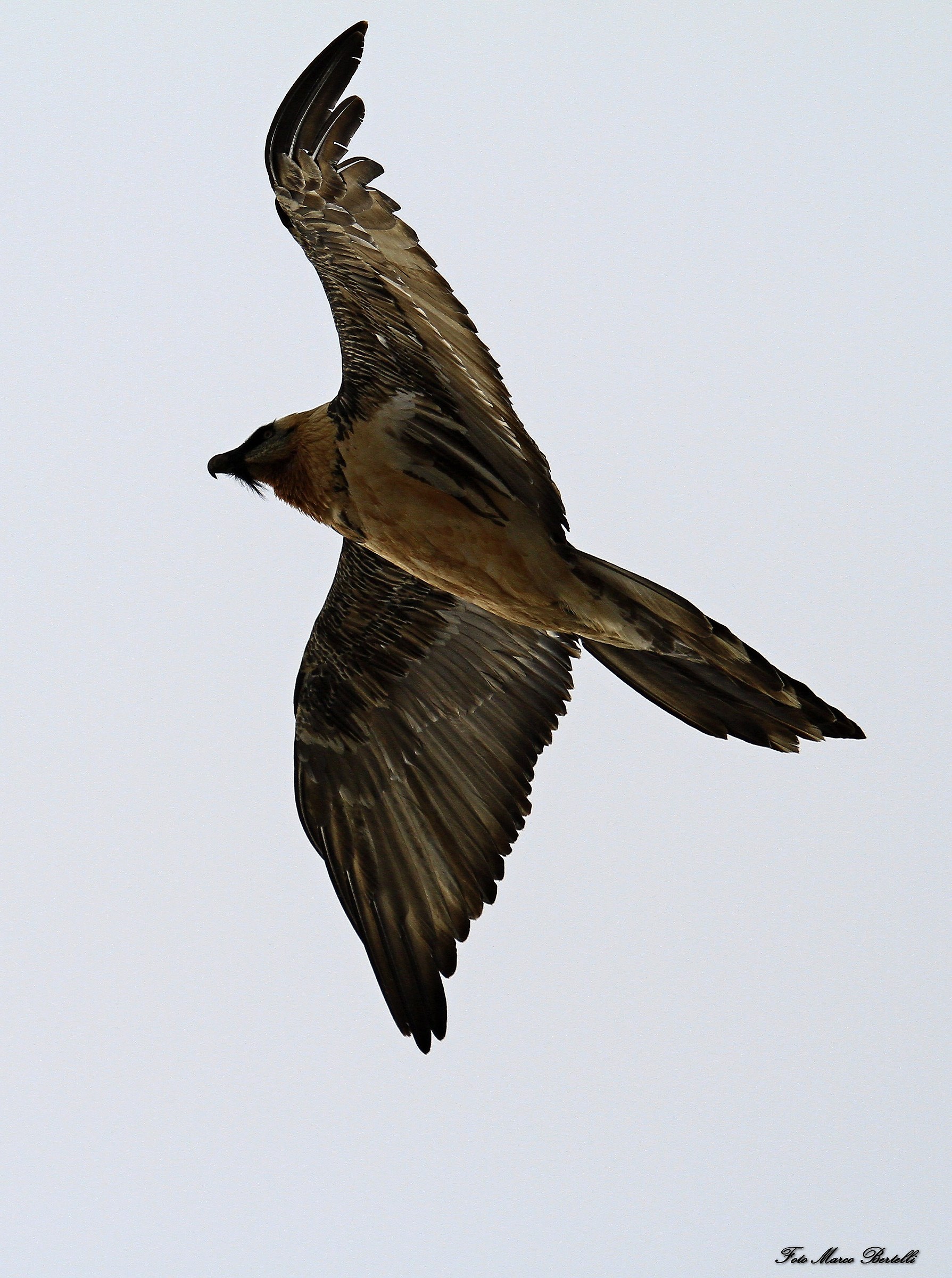 gipeto in osservazione