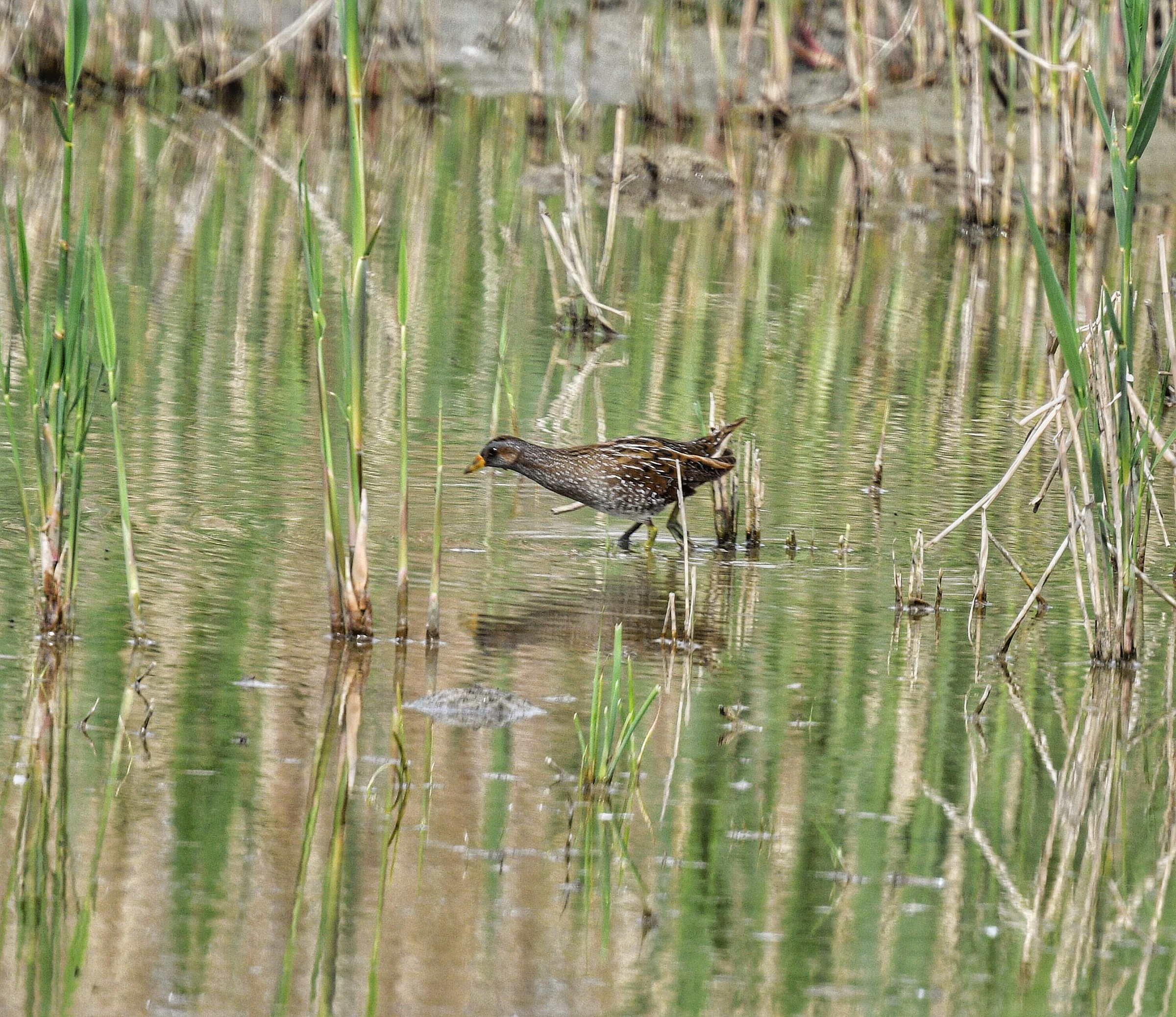 I do not see anyone!