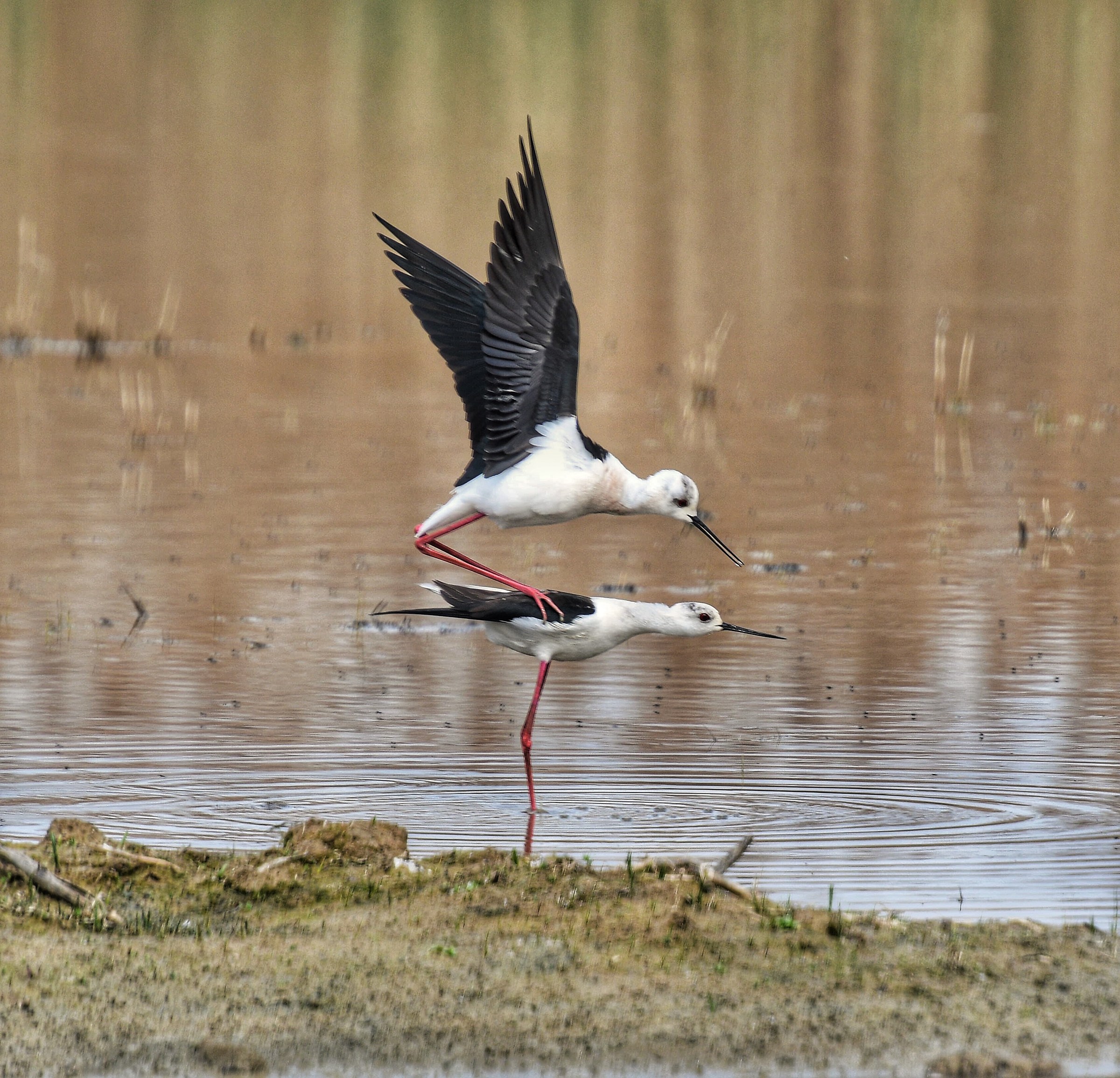 How many children do you want ???