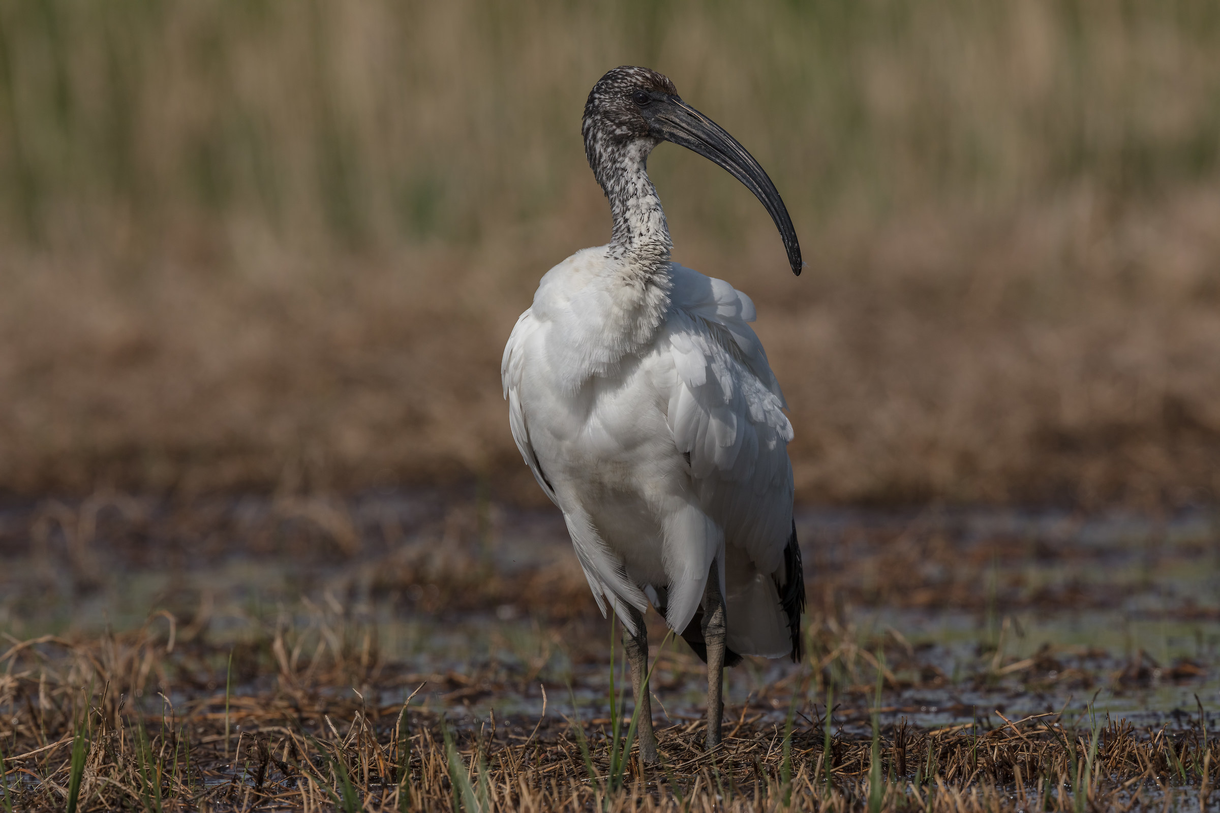 Ibis#2