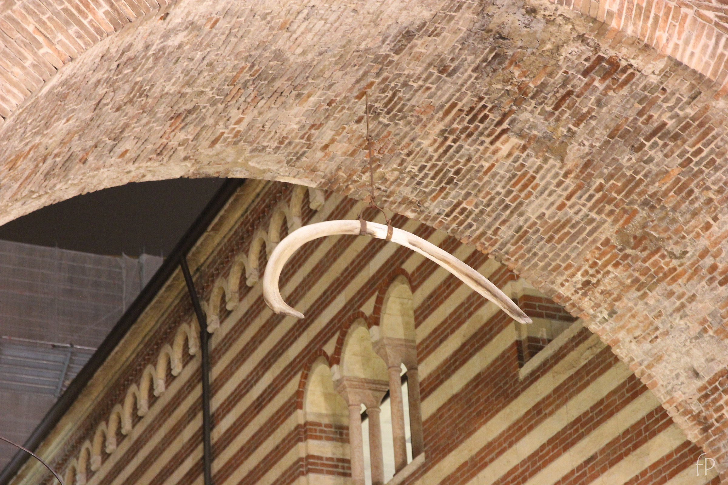 Verona -costola di balena