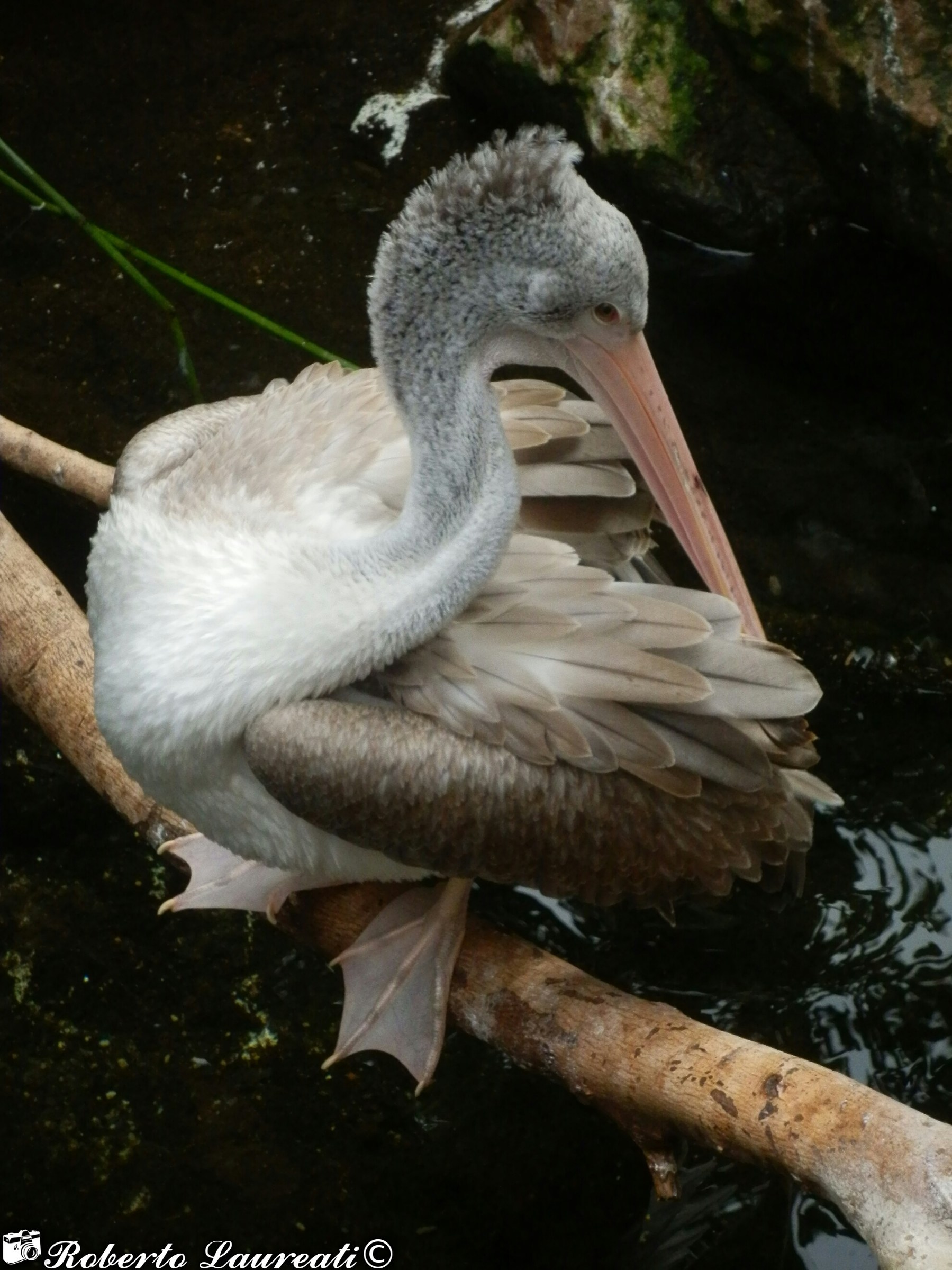 gray Pelican