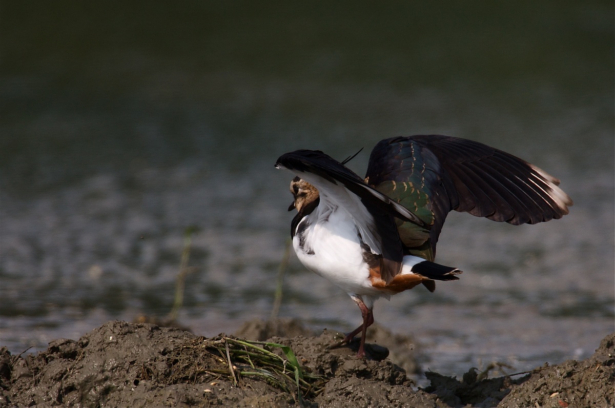 i primi 20 anni del Parco del Serio