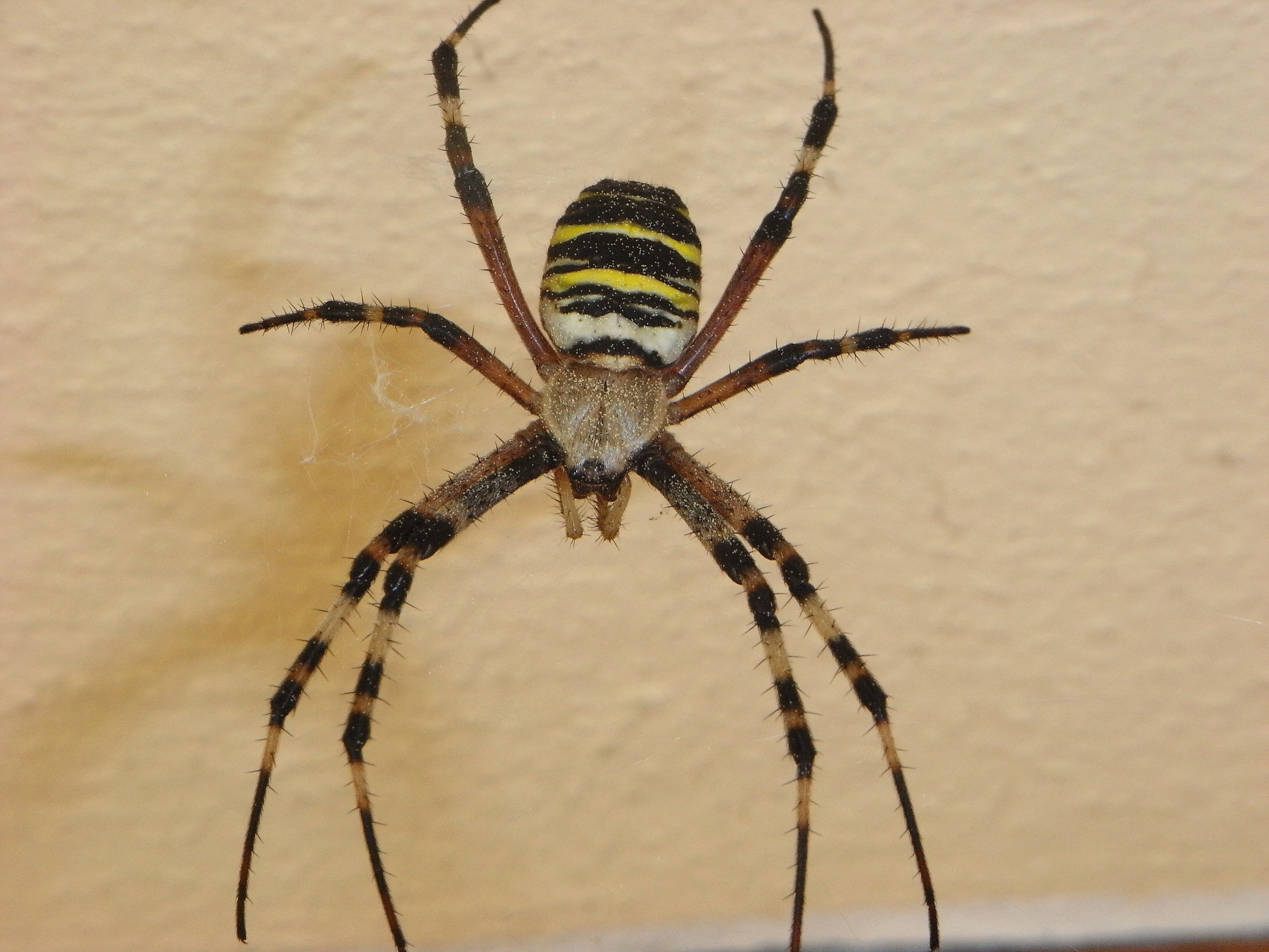 Garden spider