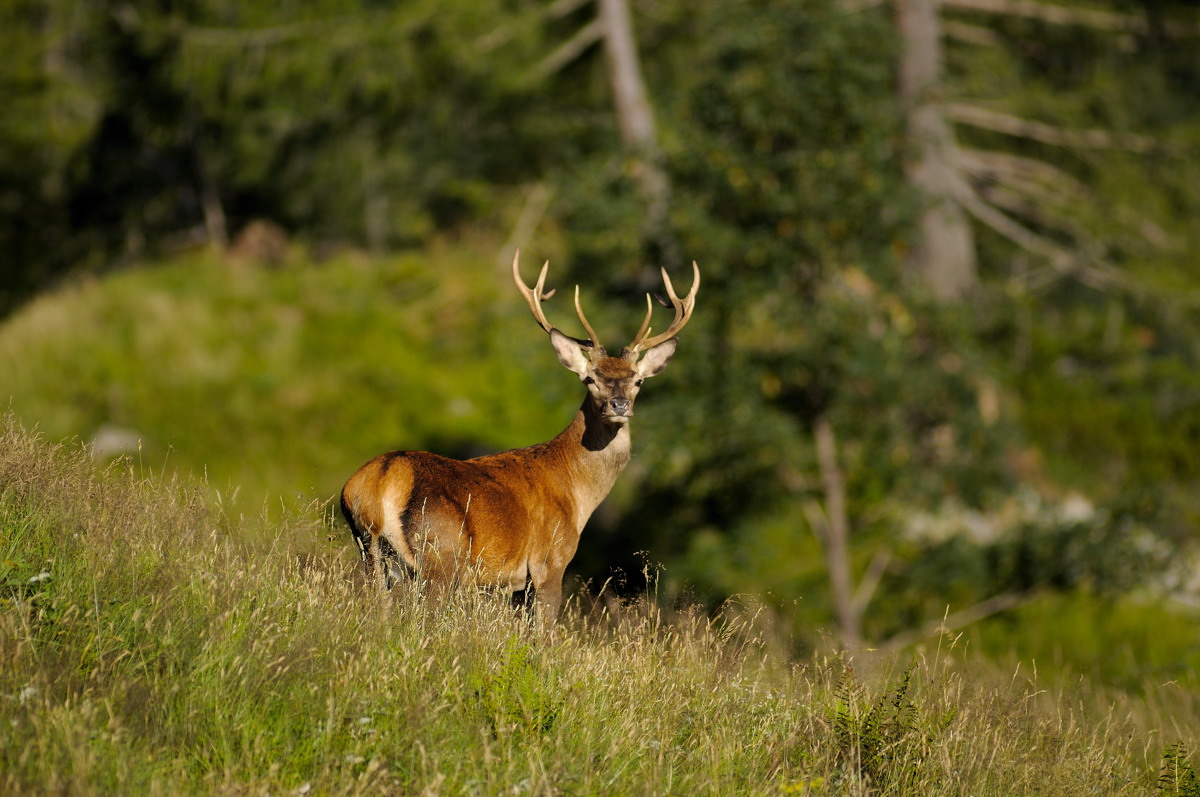 Deer Valsesia