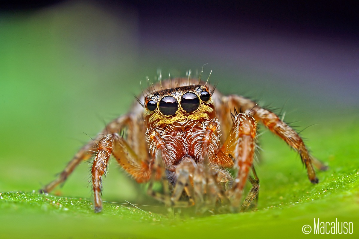 evarcha jucunda (female)