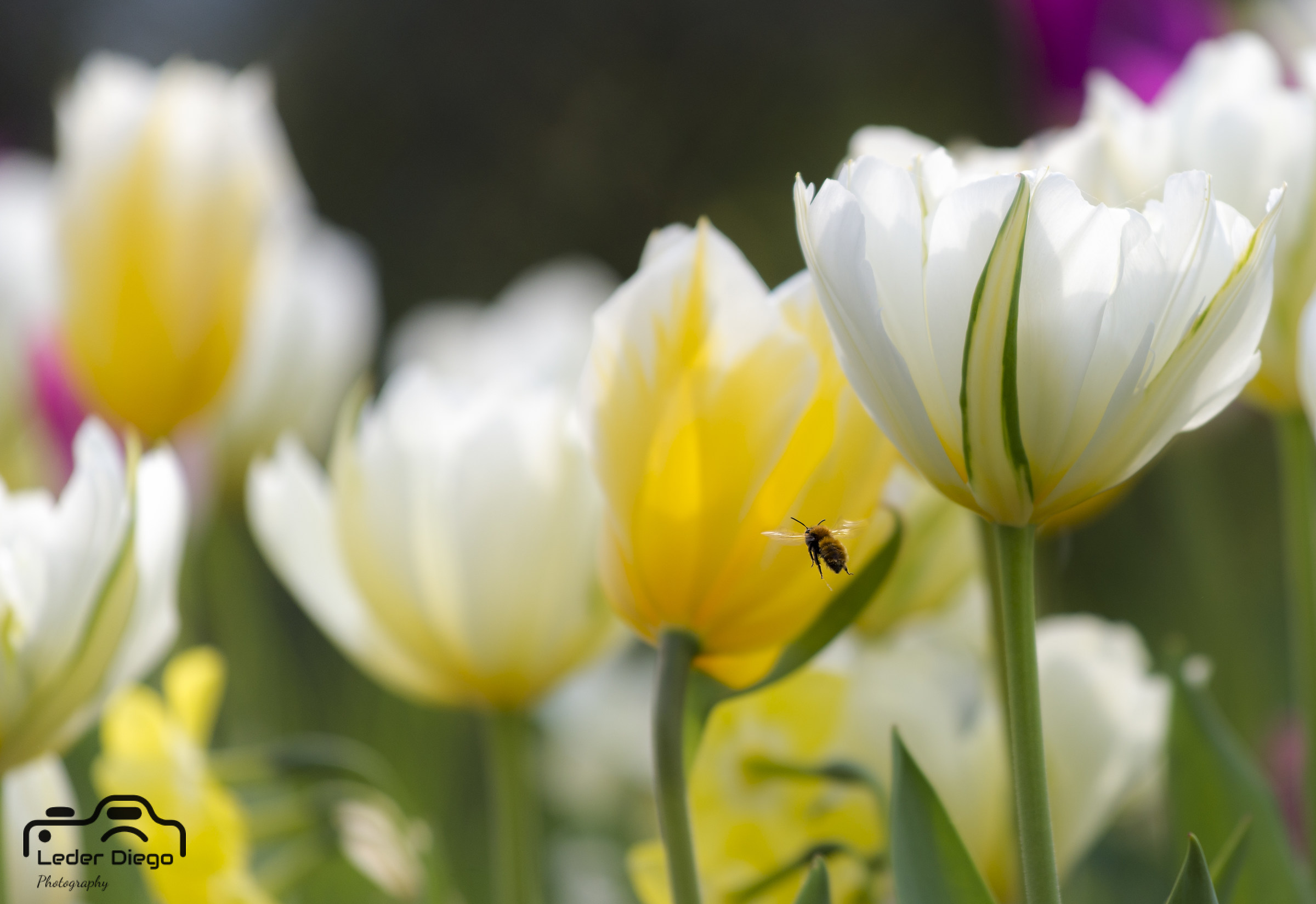 Follow me...this is my World