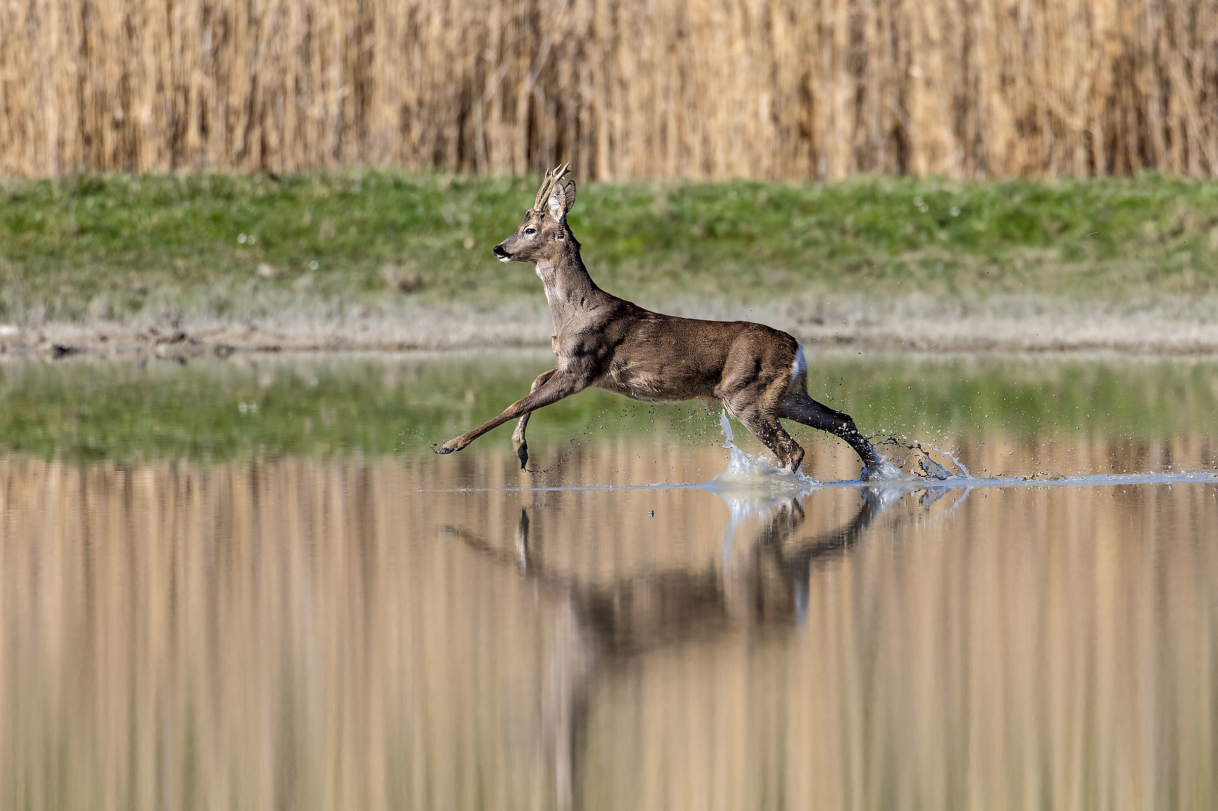 male roe deer