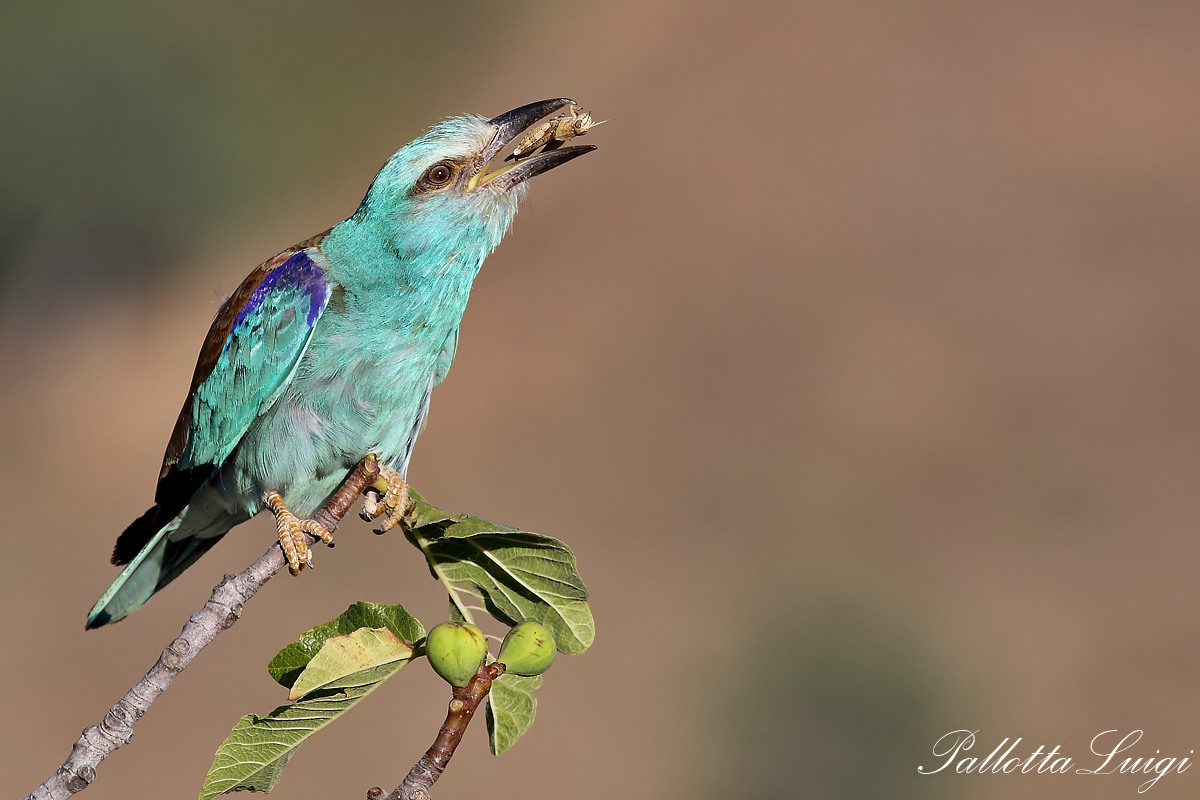 Ghiandaia marina (Coracias garrulus)