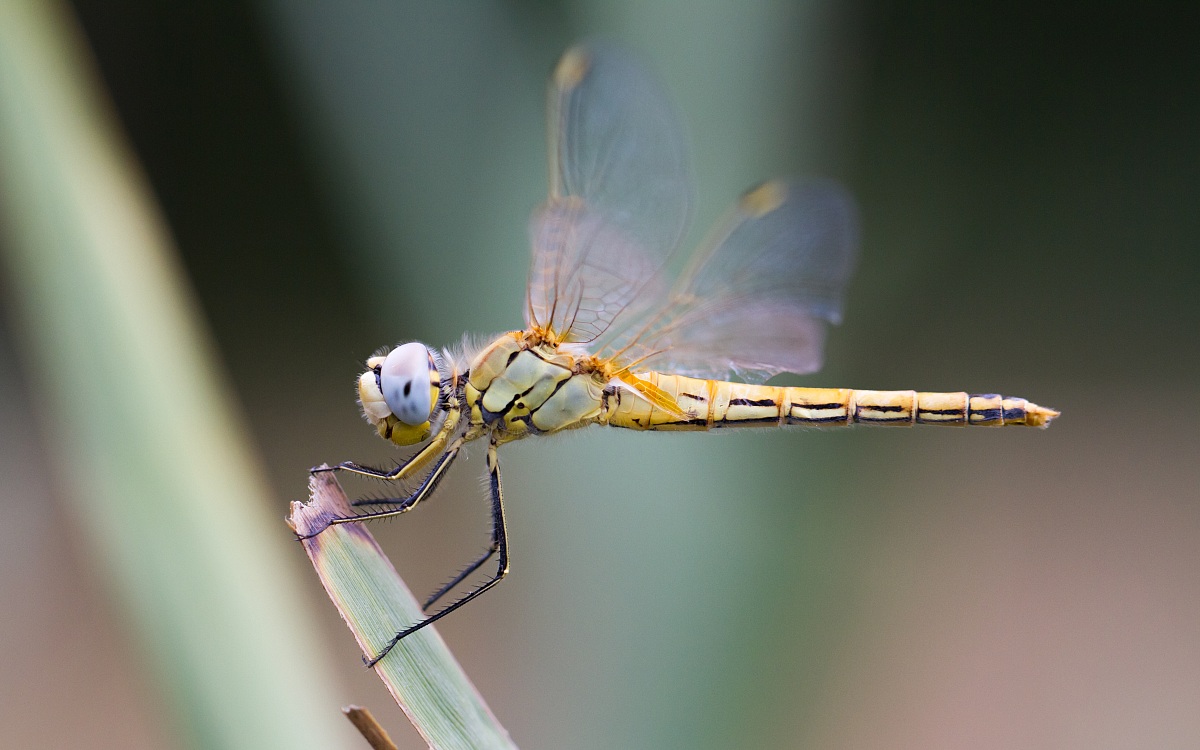 Dragonfly gialla_2