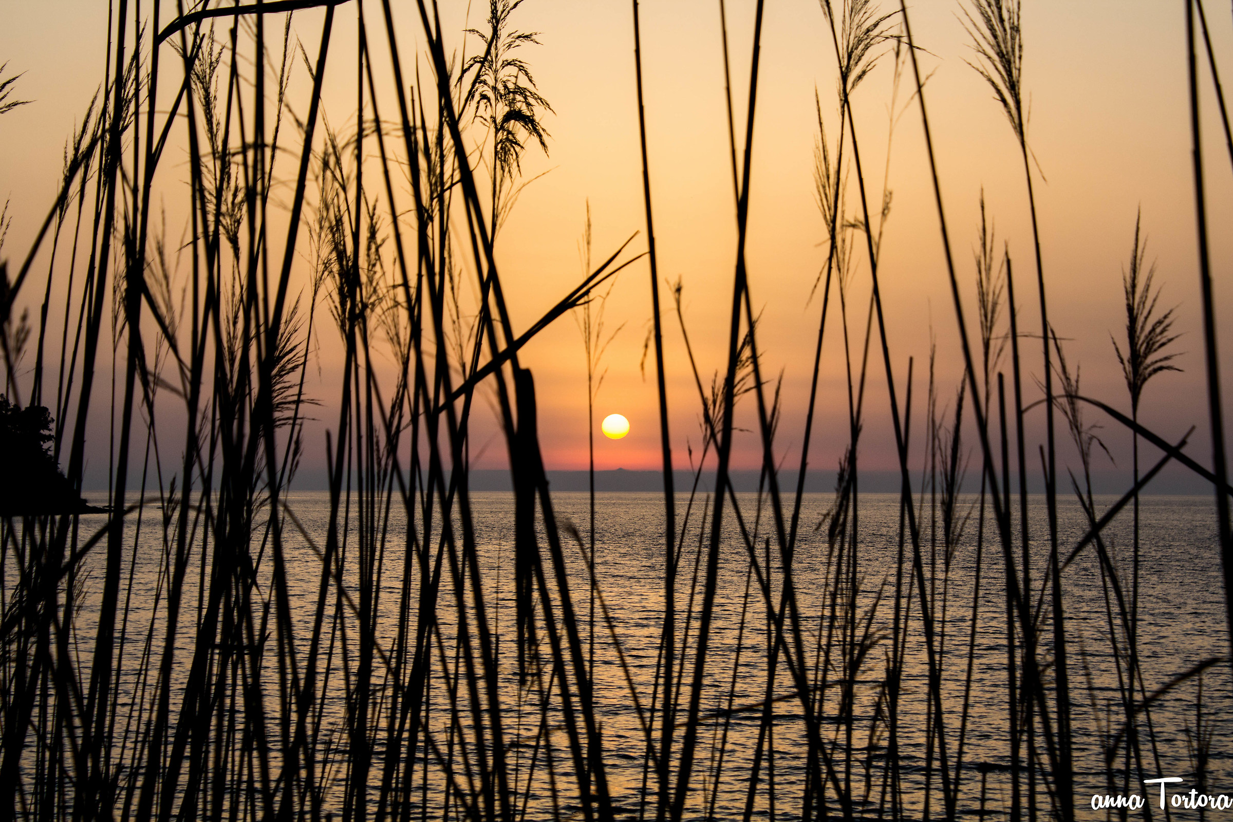 The sunset through the reeds