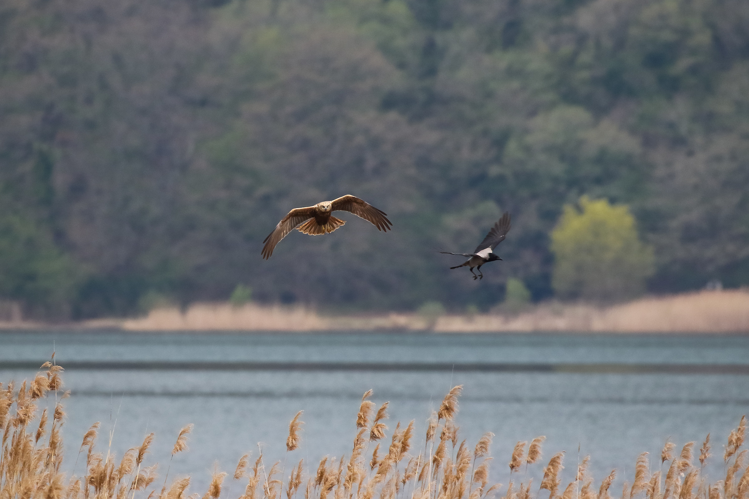 Now you've pissed !!!!