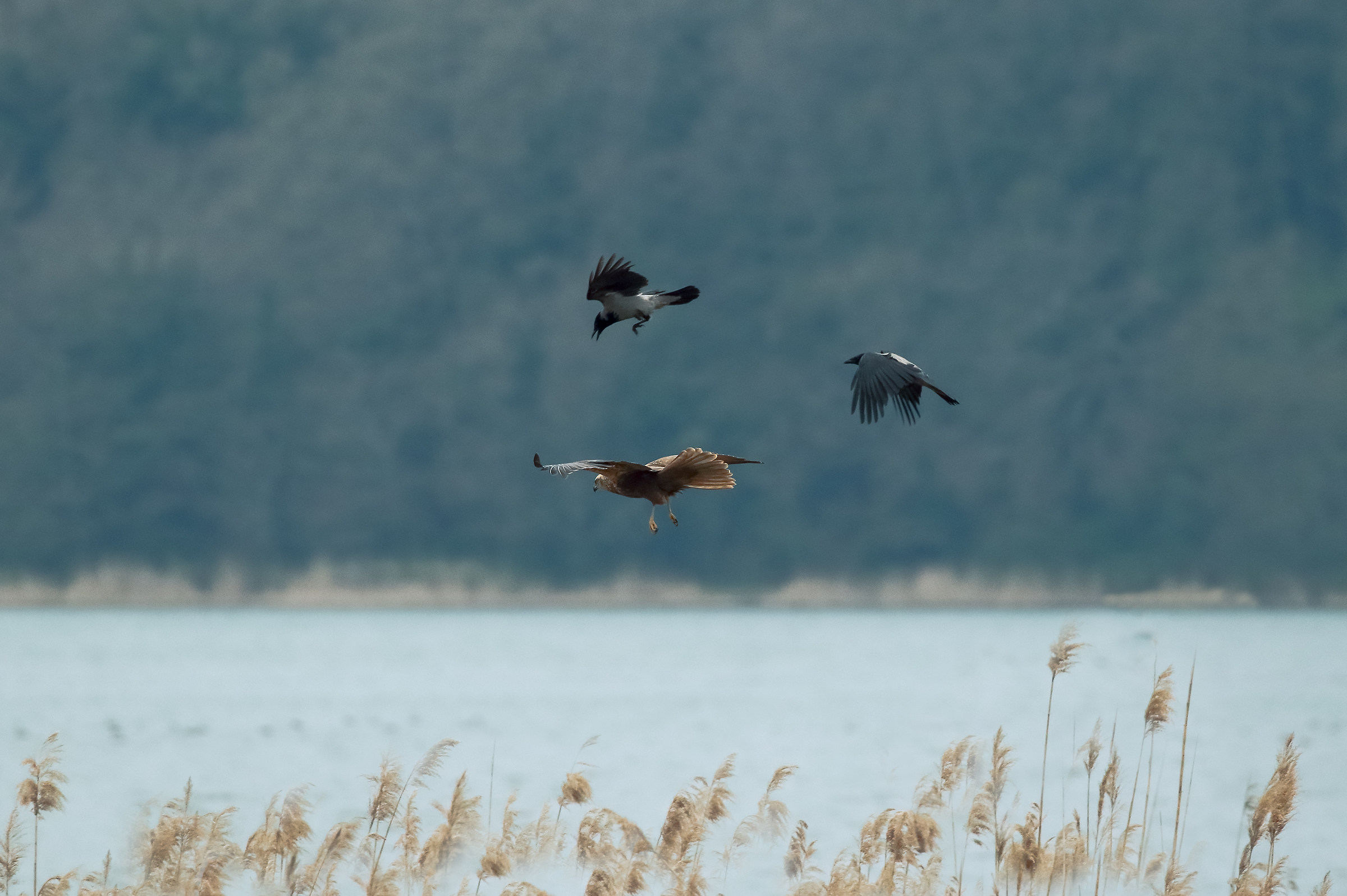 Reinforcements Incoming