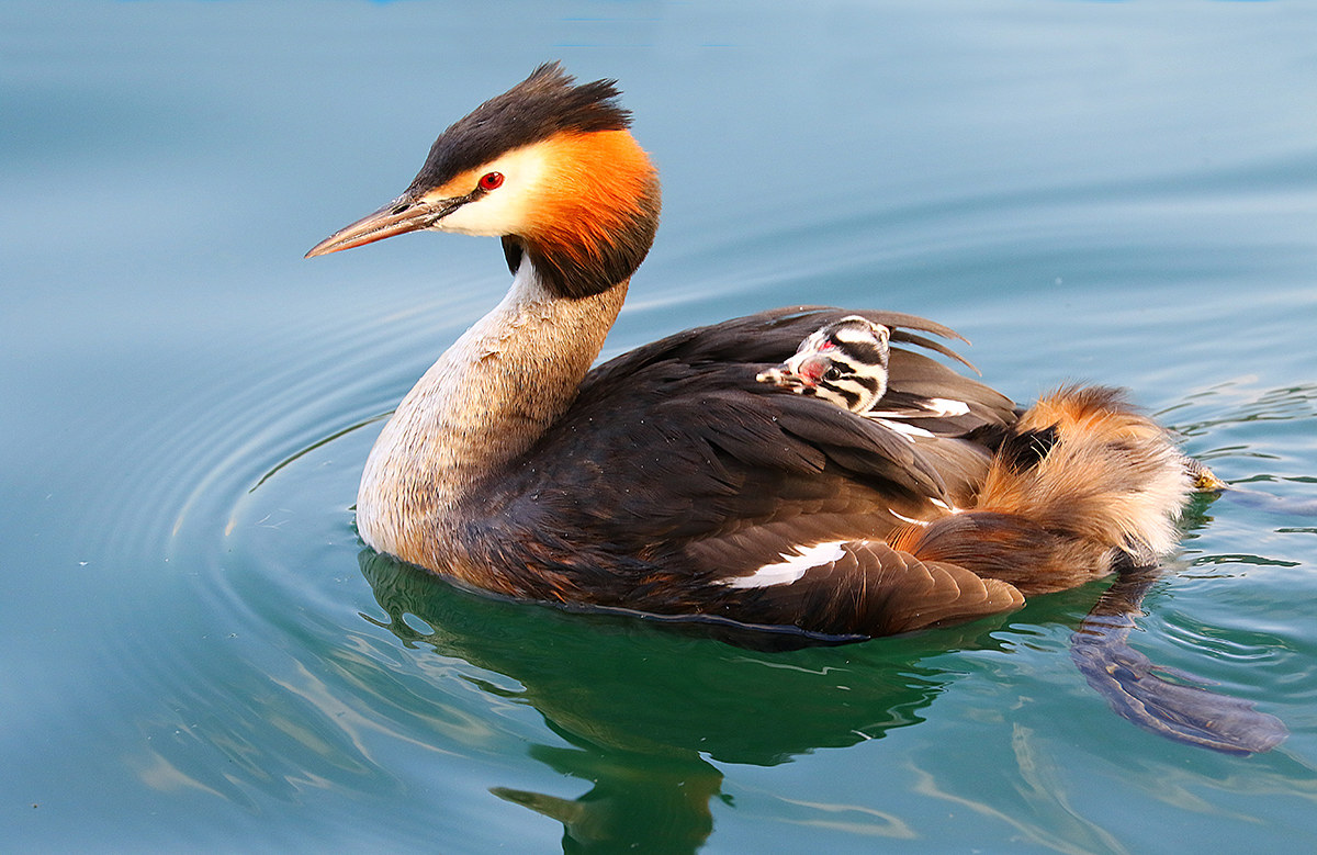 Great Crested Grebe