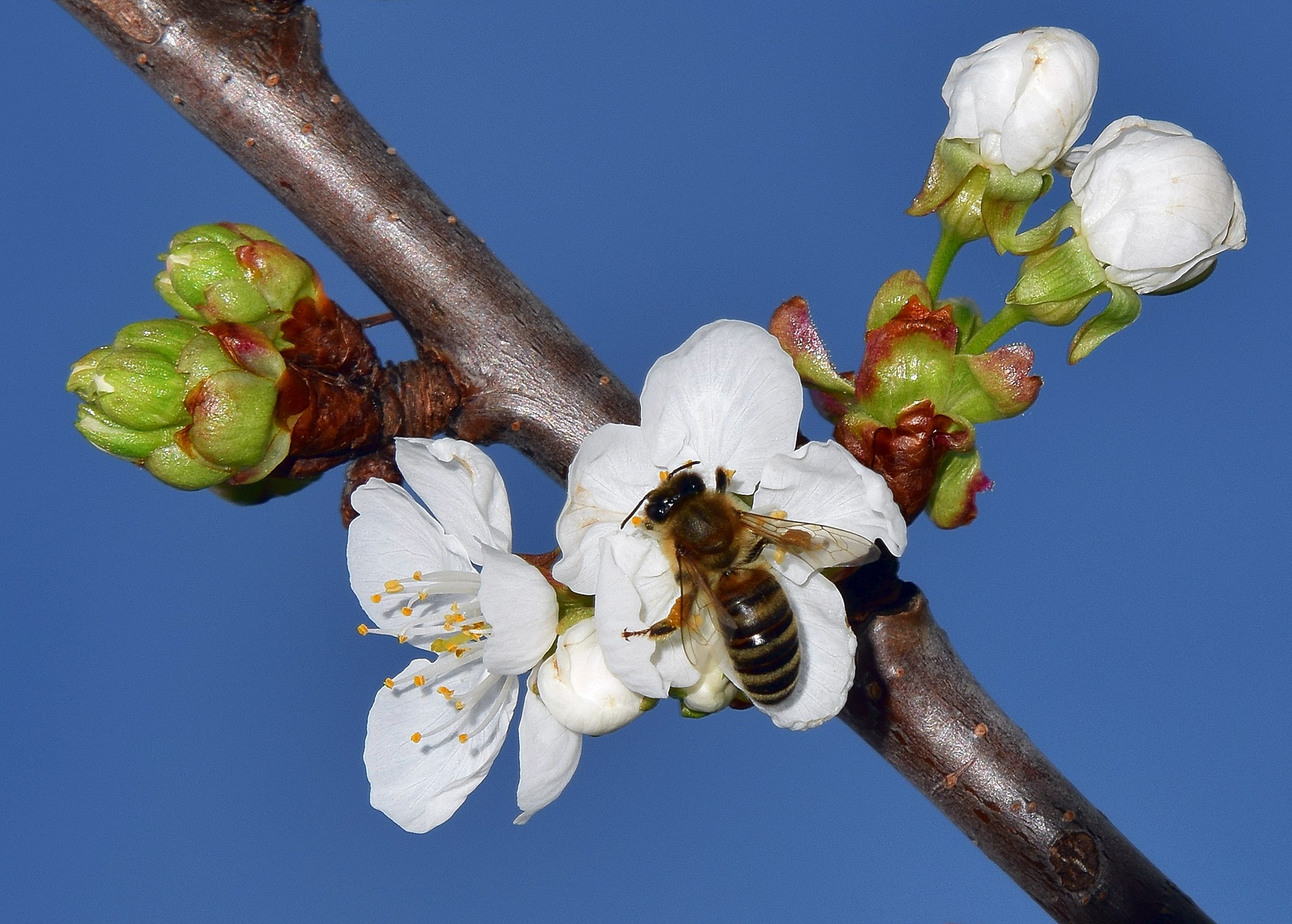 Ciliegio, la sfioritura
