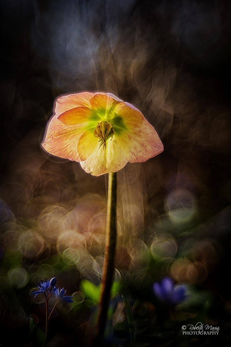Helleborus
