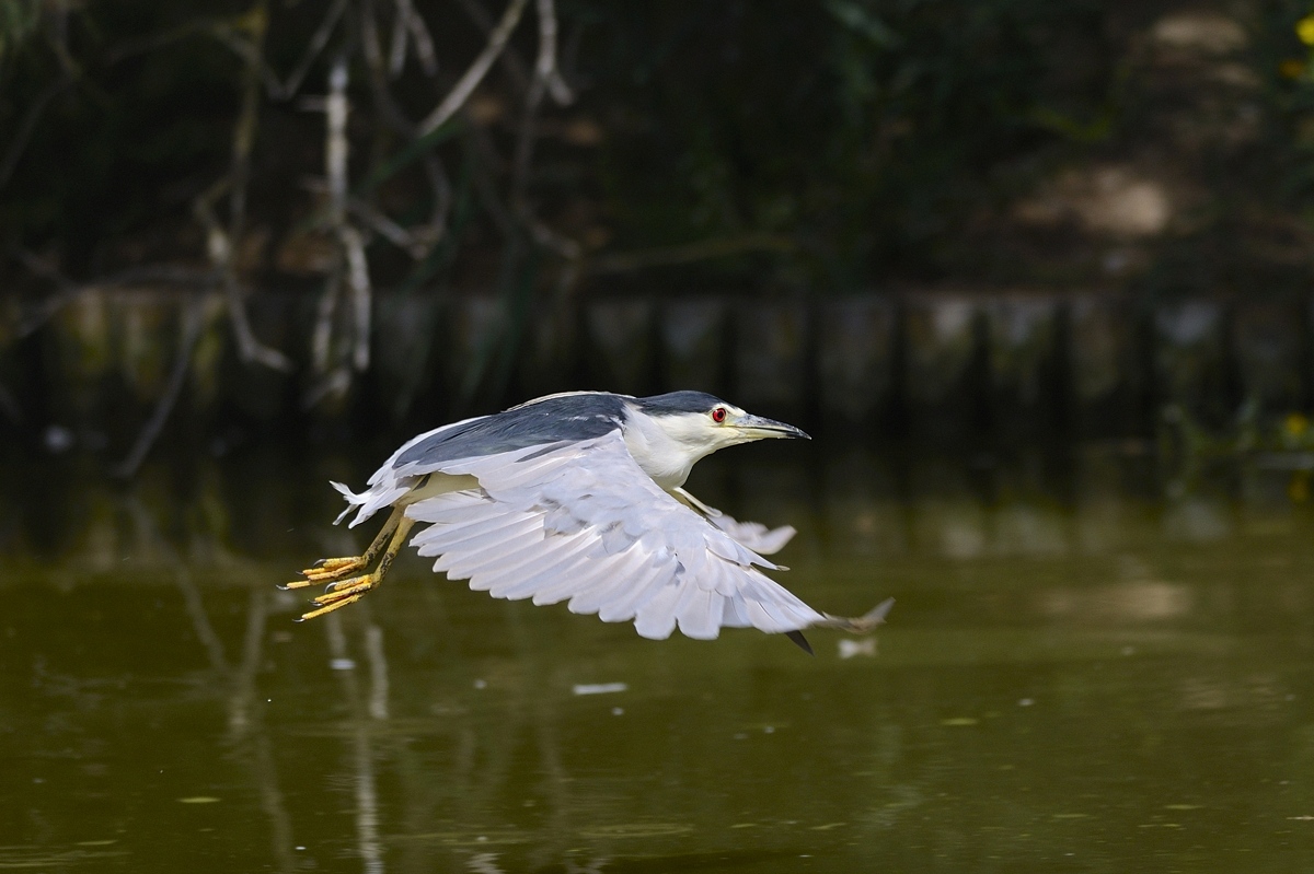 Night Heron