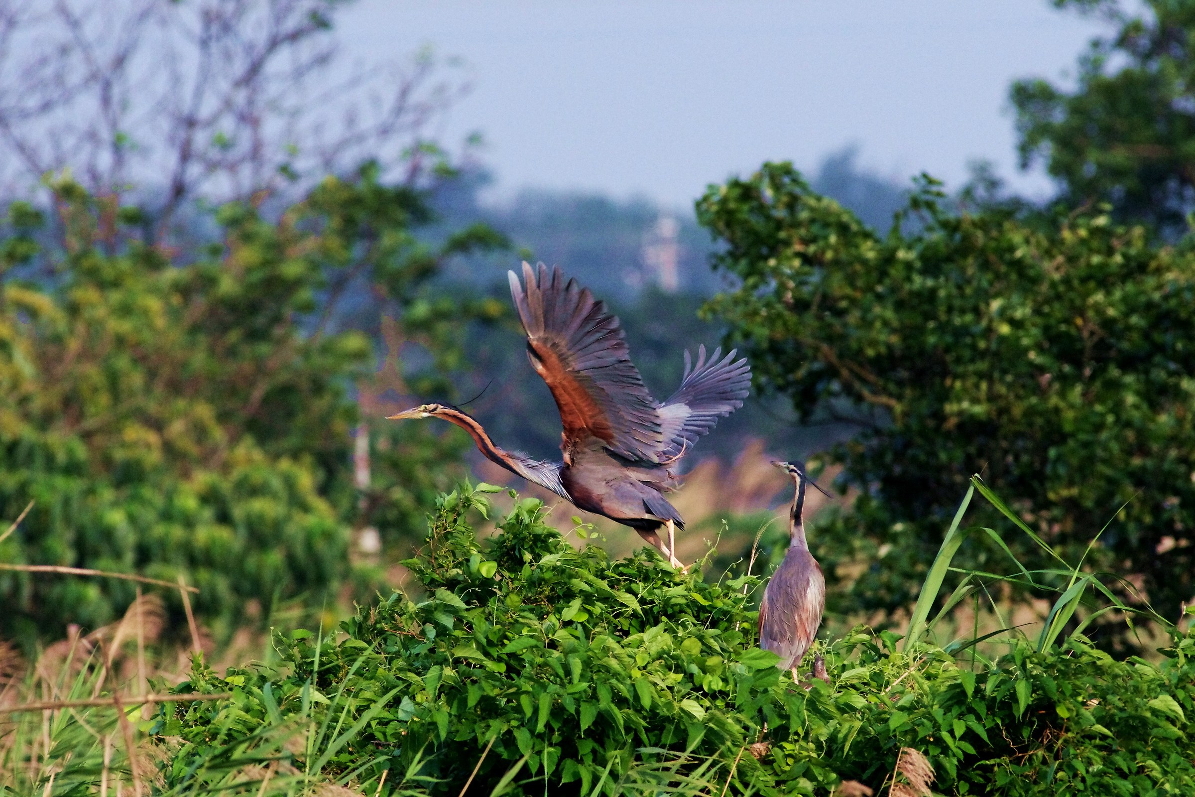 Purple Heron