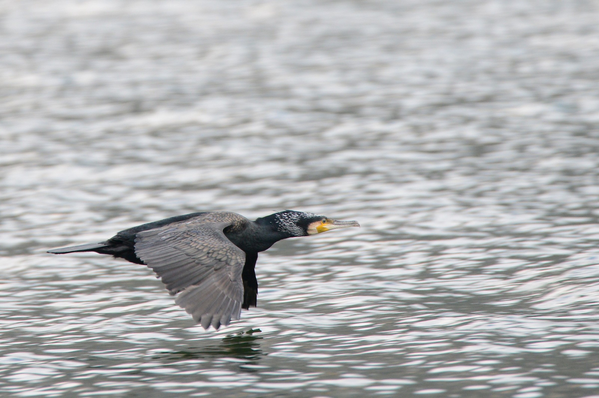 cormorant