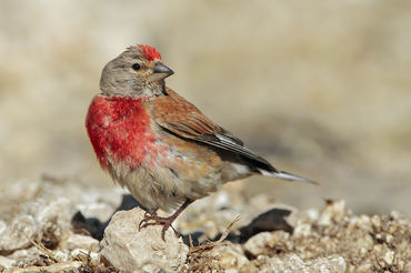 Carduelis cannabina