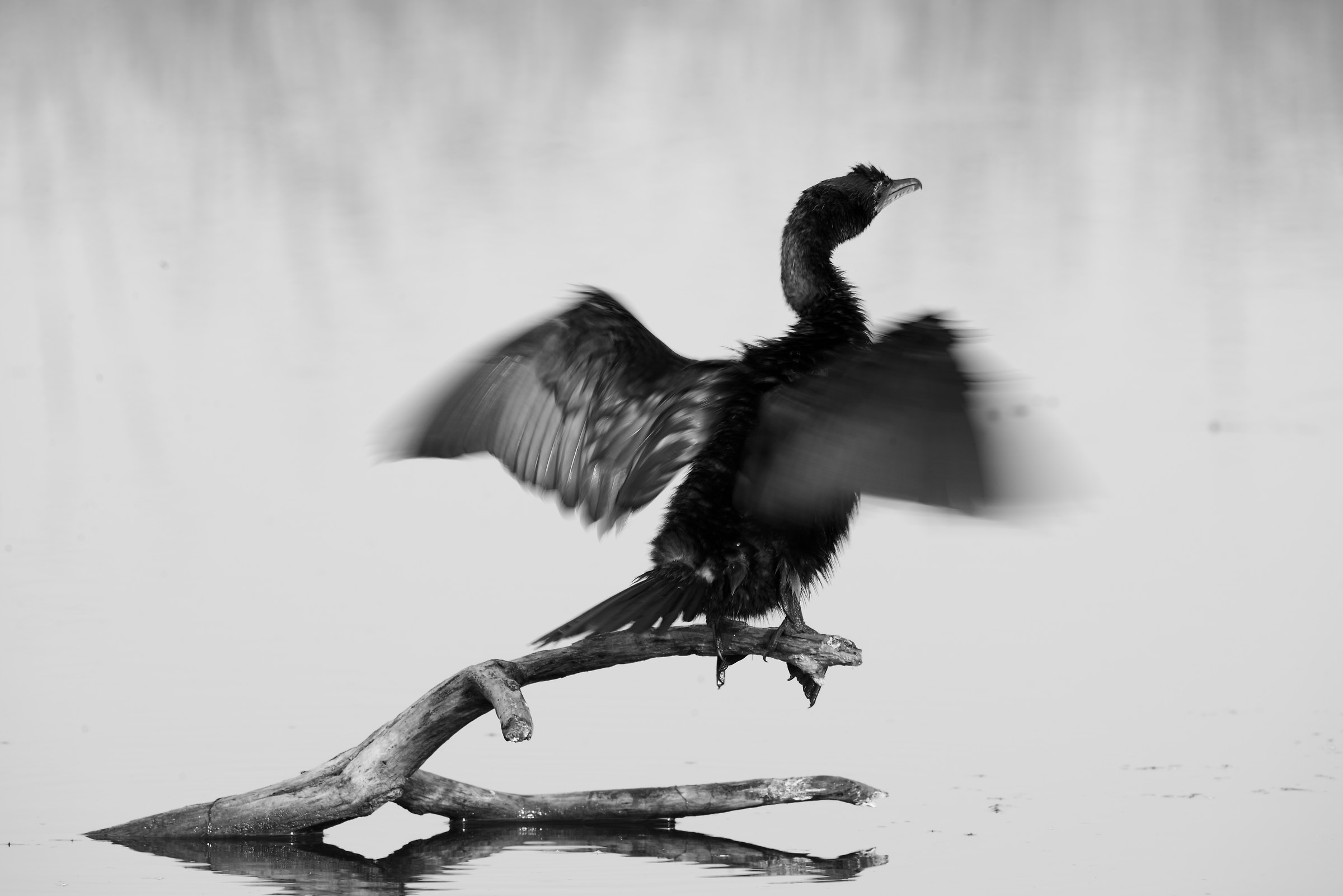 Cormorant