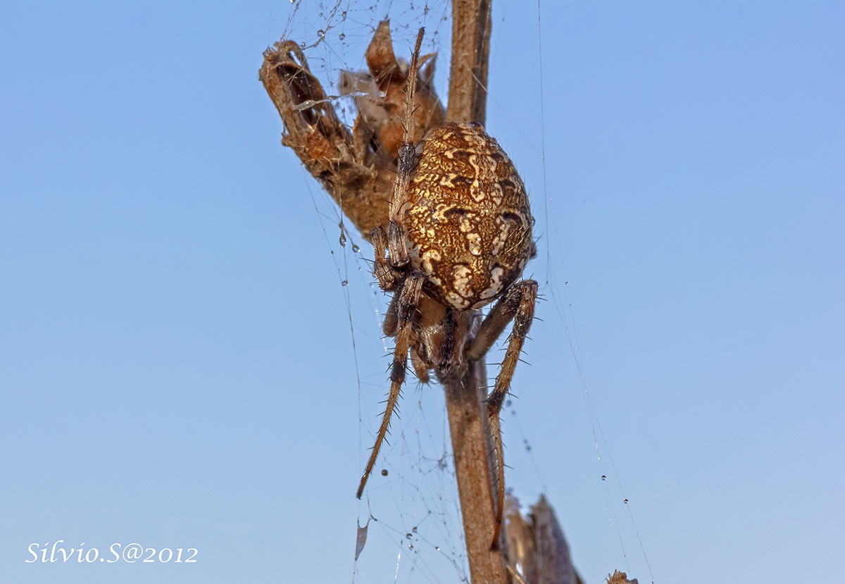 Araneus diadematus