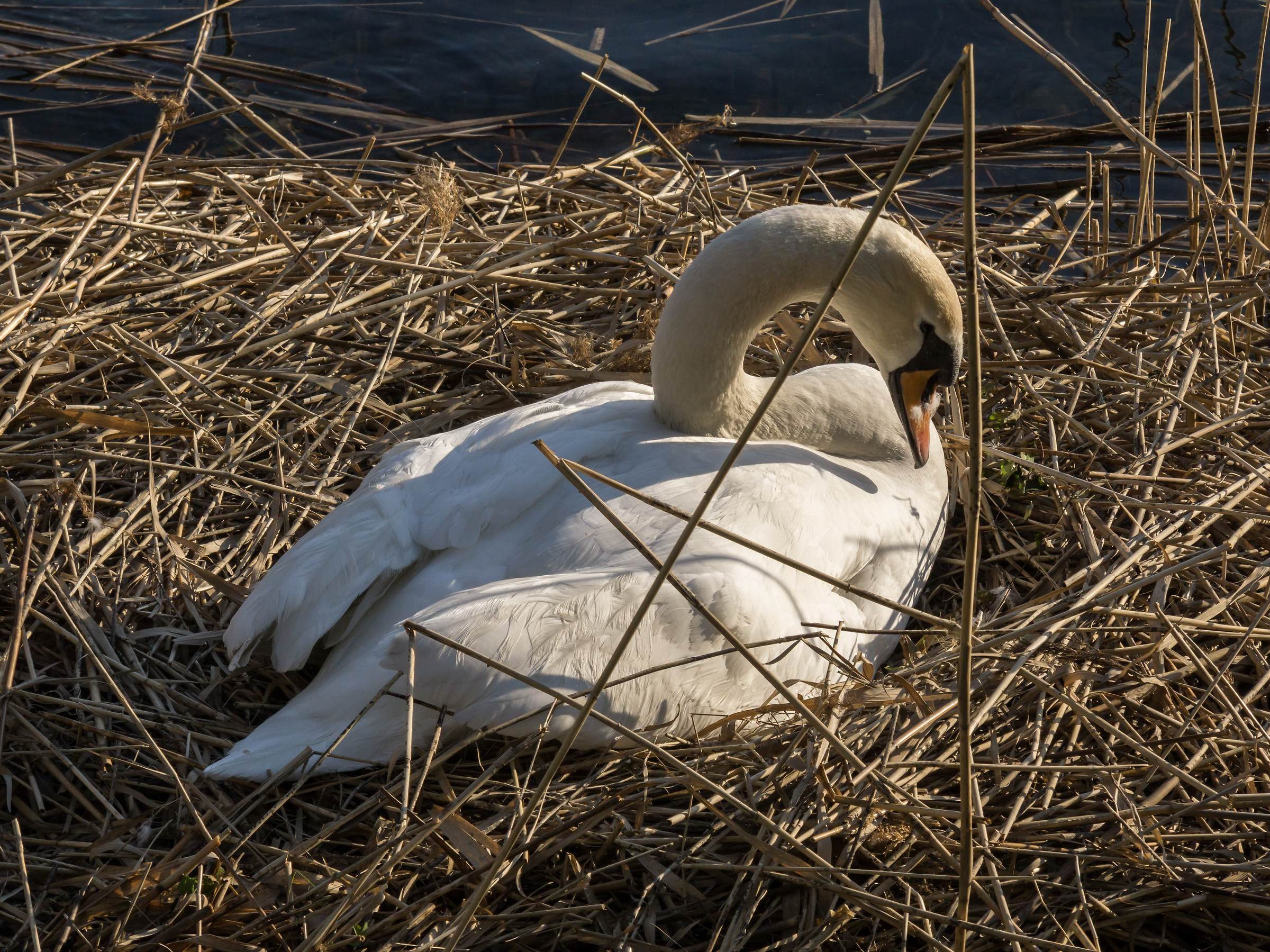 Cigno femmina che cova - 1