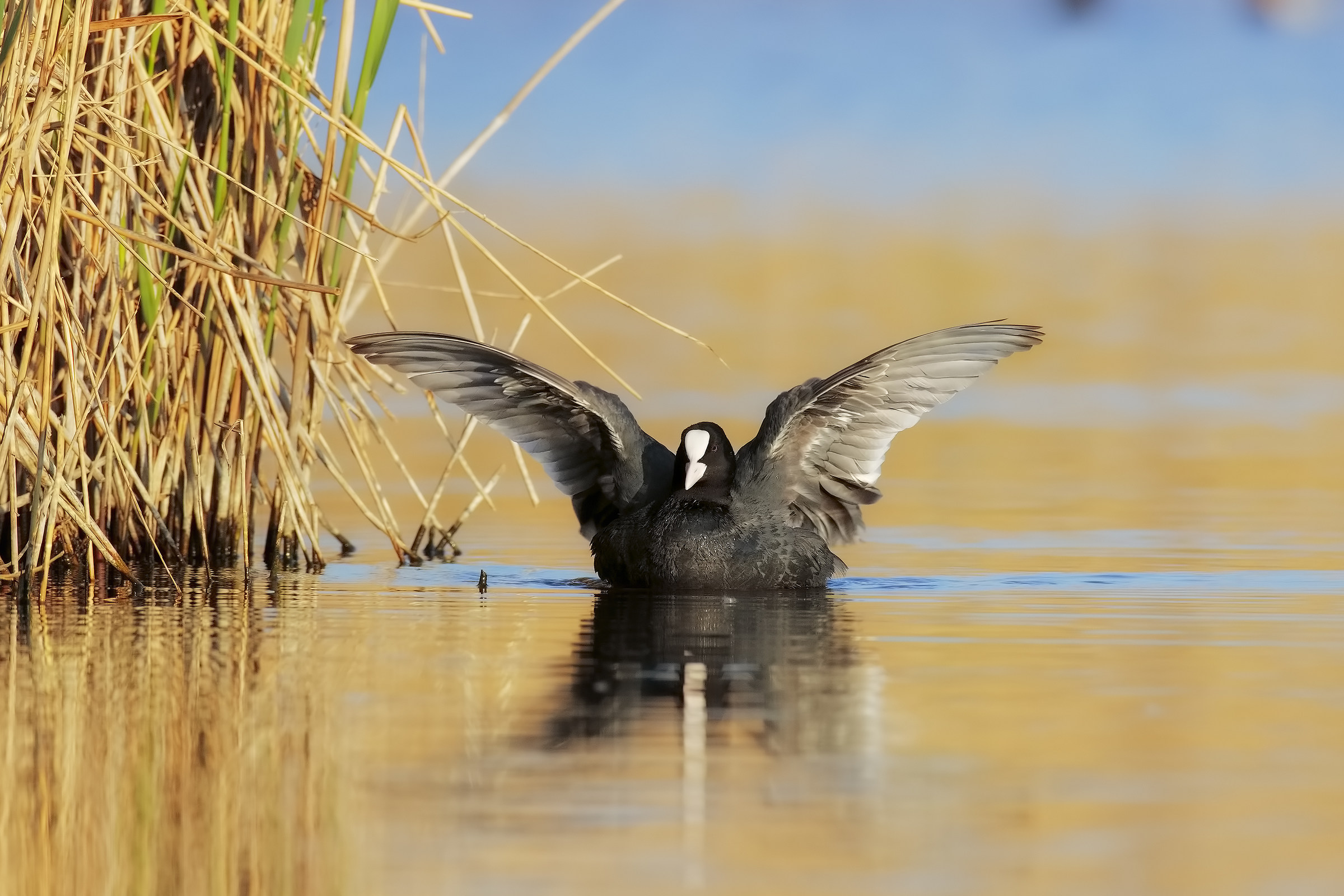 coot to the bathroom ...