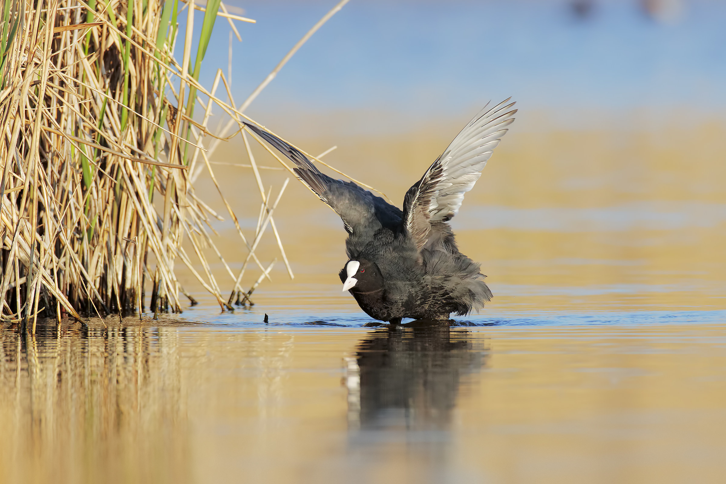 coot to the bathroom ... 9
