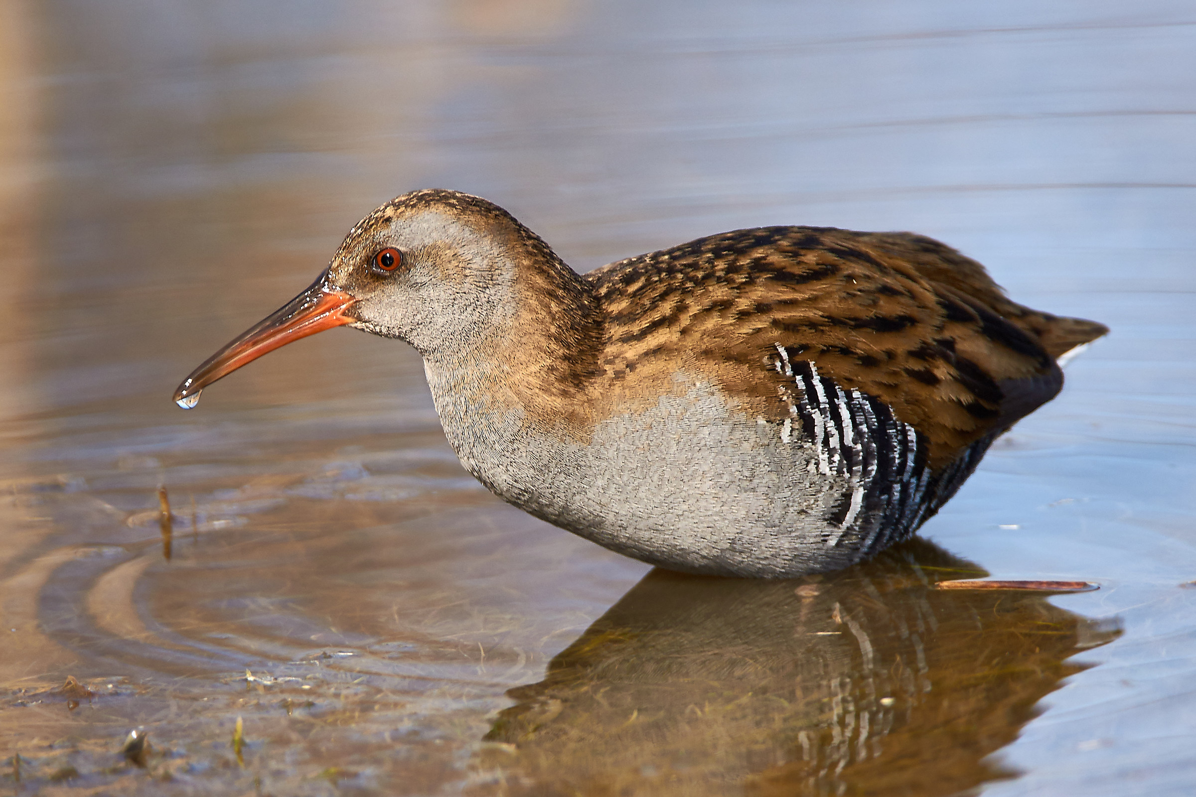 Water Rail