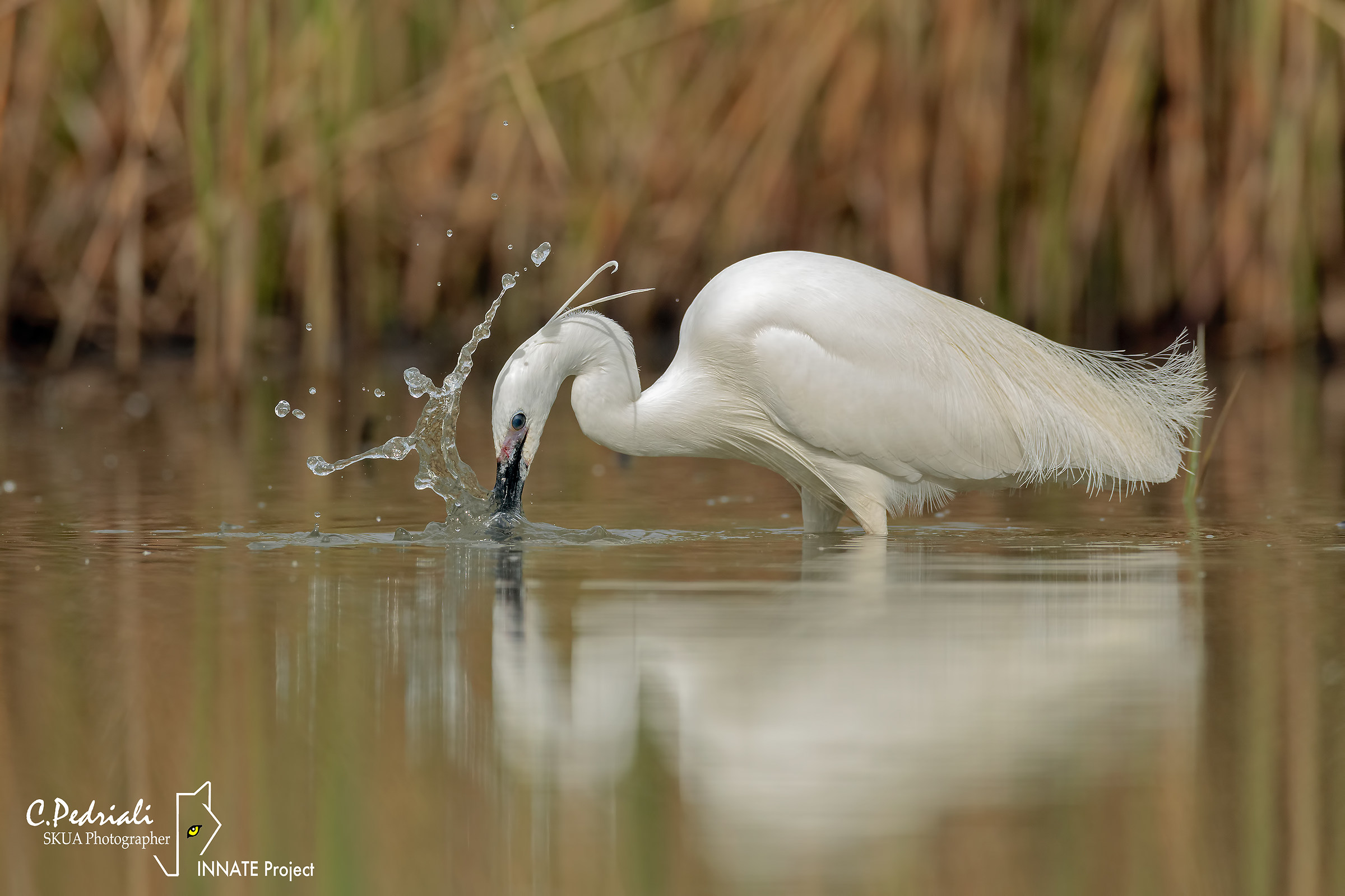 Egret fishing in ...