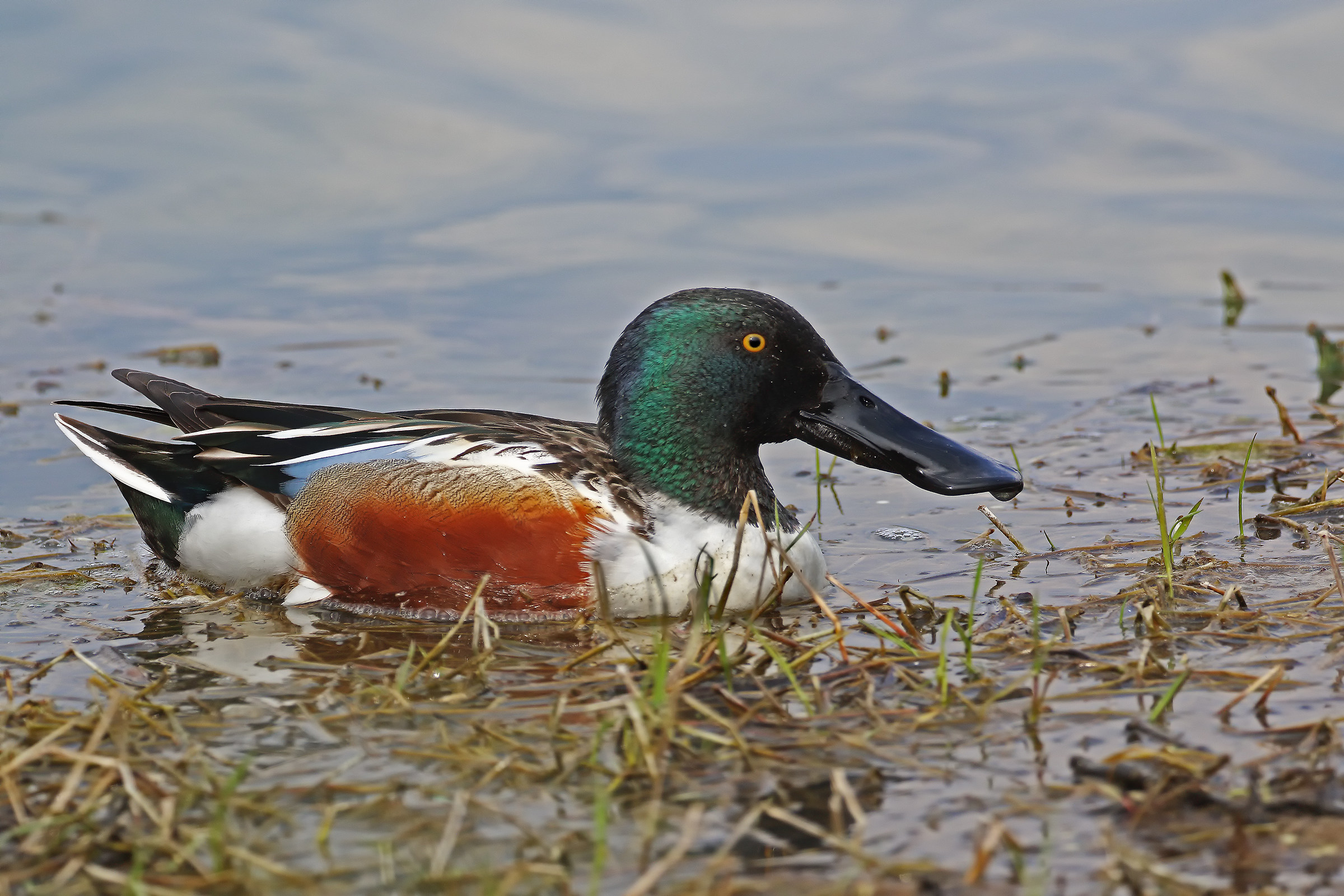 Shoveler