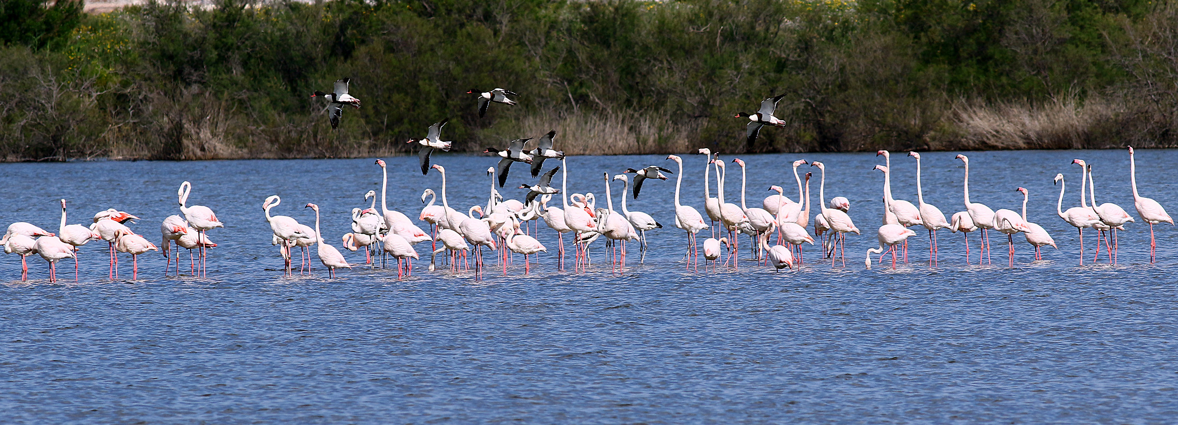 Shelducks rapidly overflying flock of flamingos.