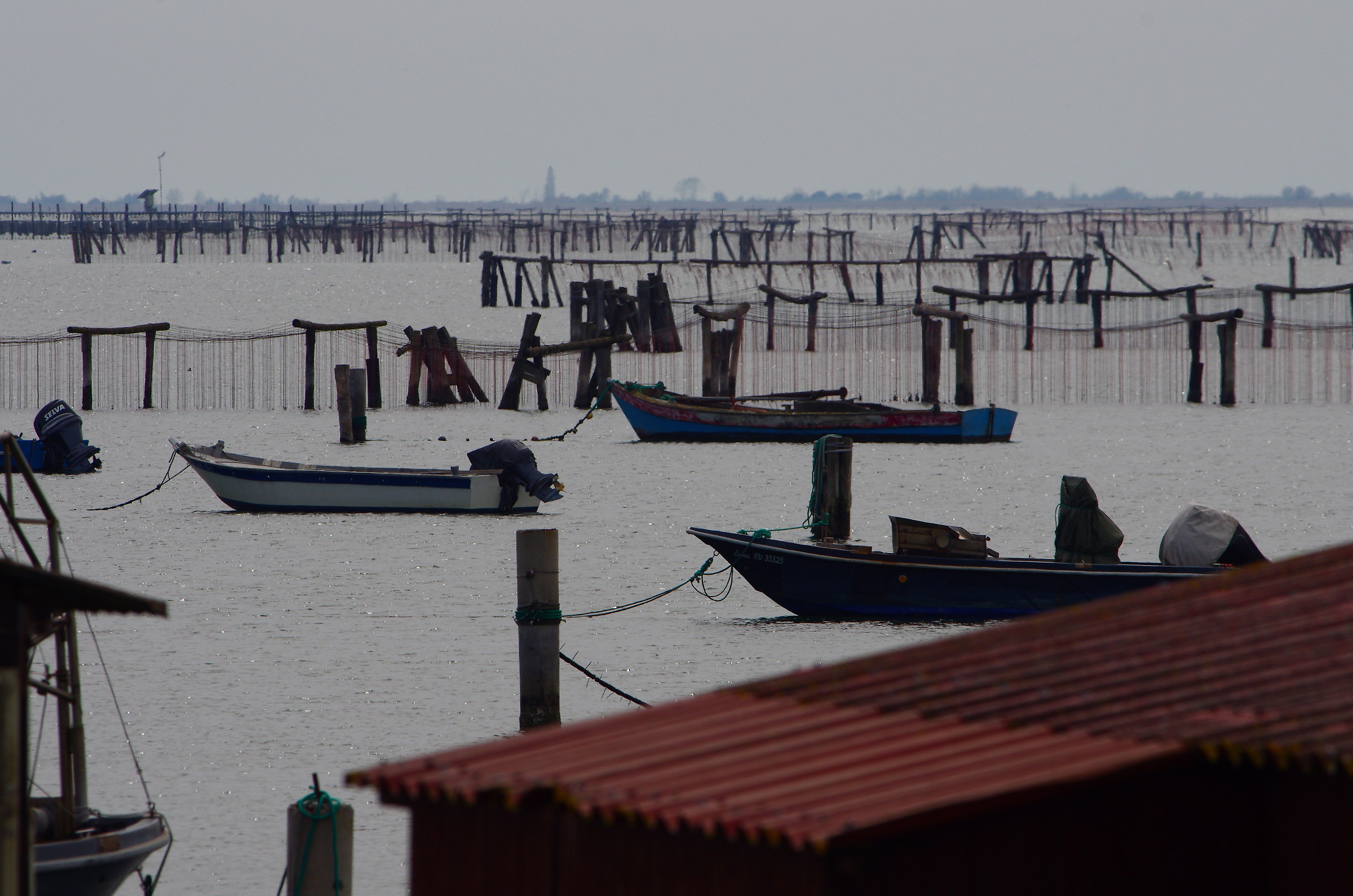 sacca dei scardovari