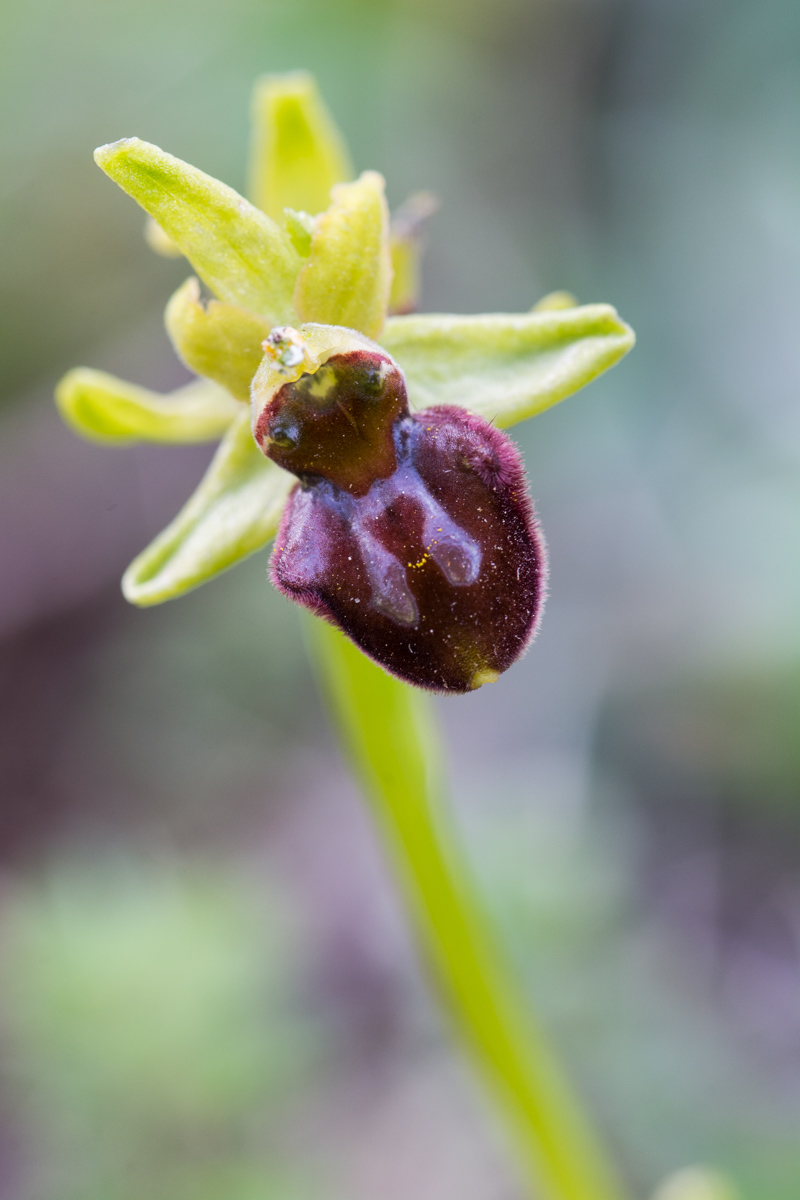 Ophrys sphegodes