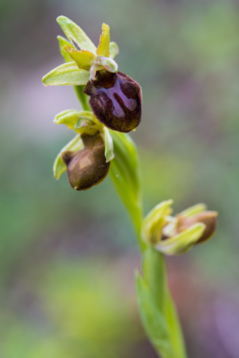 Ophrys sphegodes