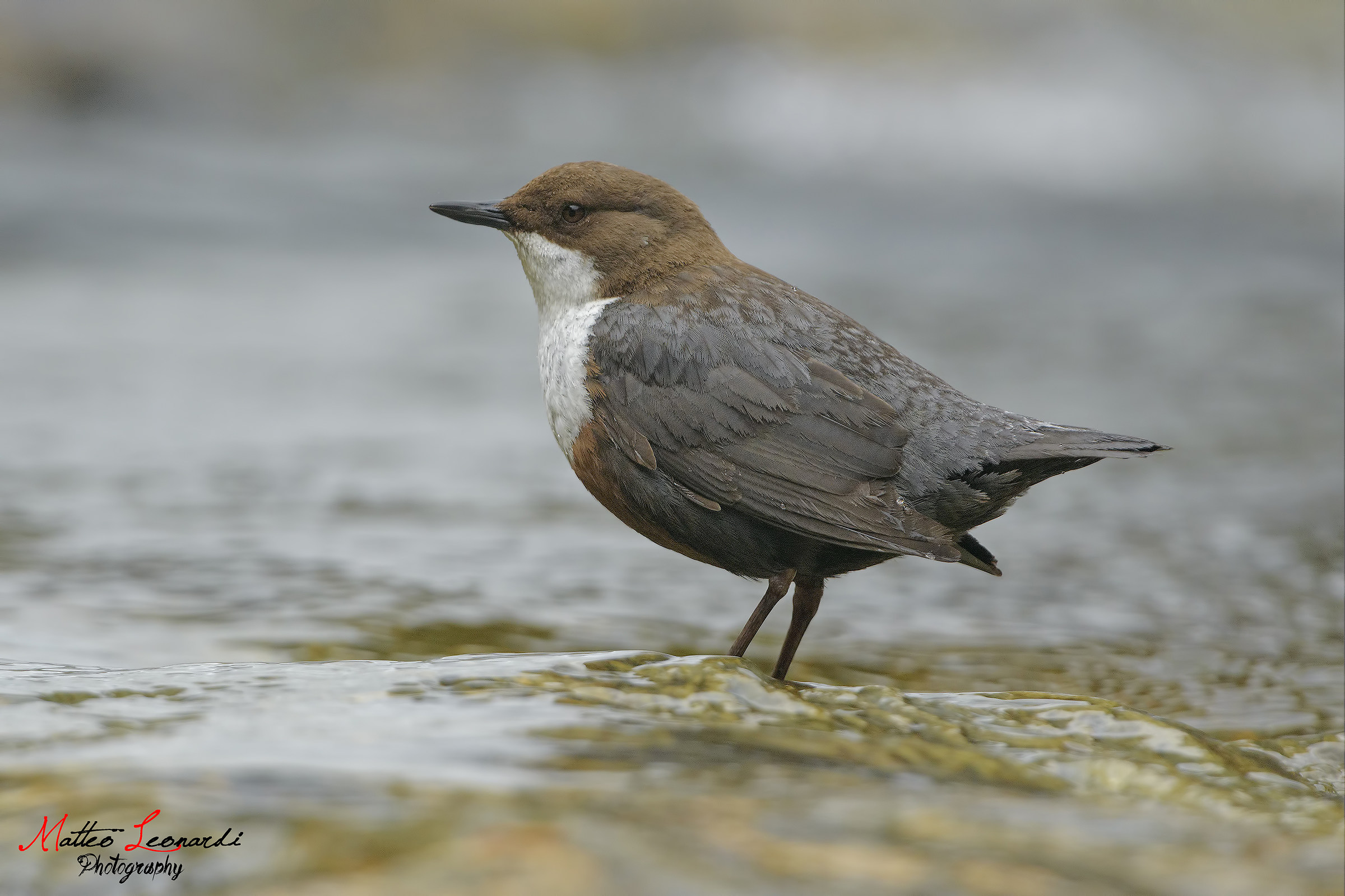 Dipper - Tuscany
