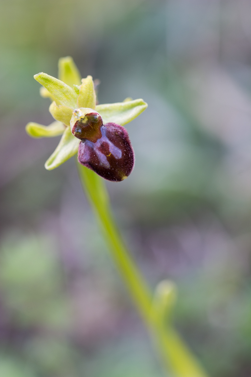 Ophrys sphegodes