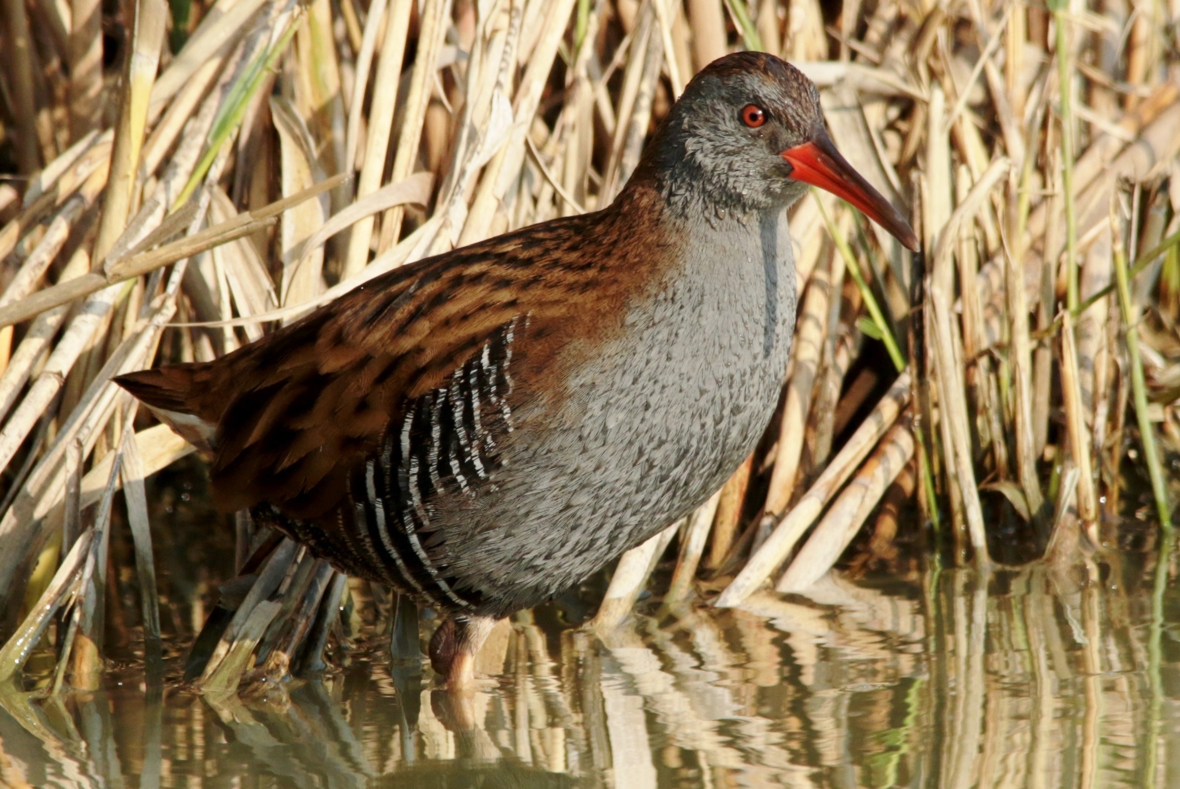 Water Rail