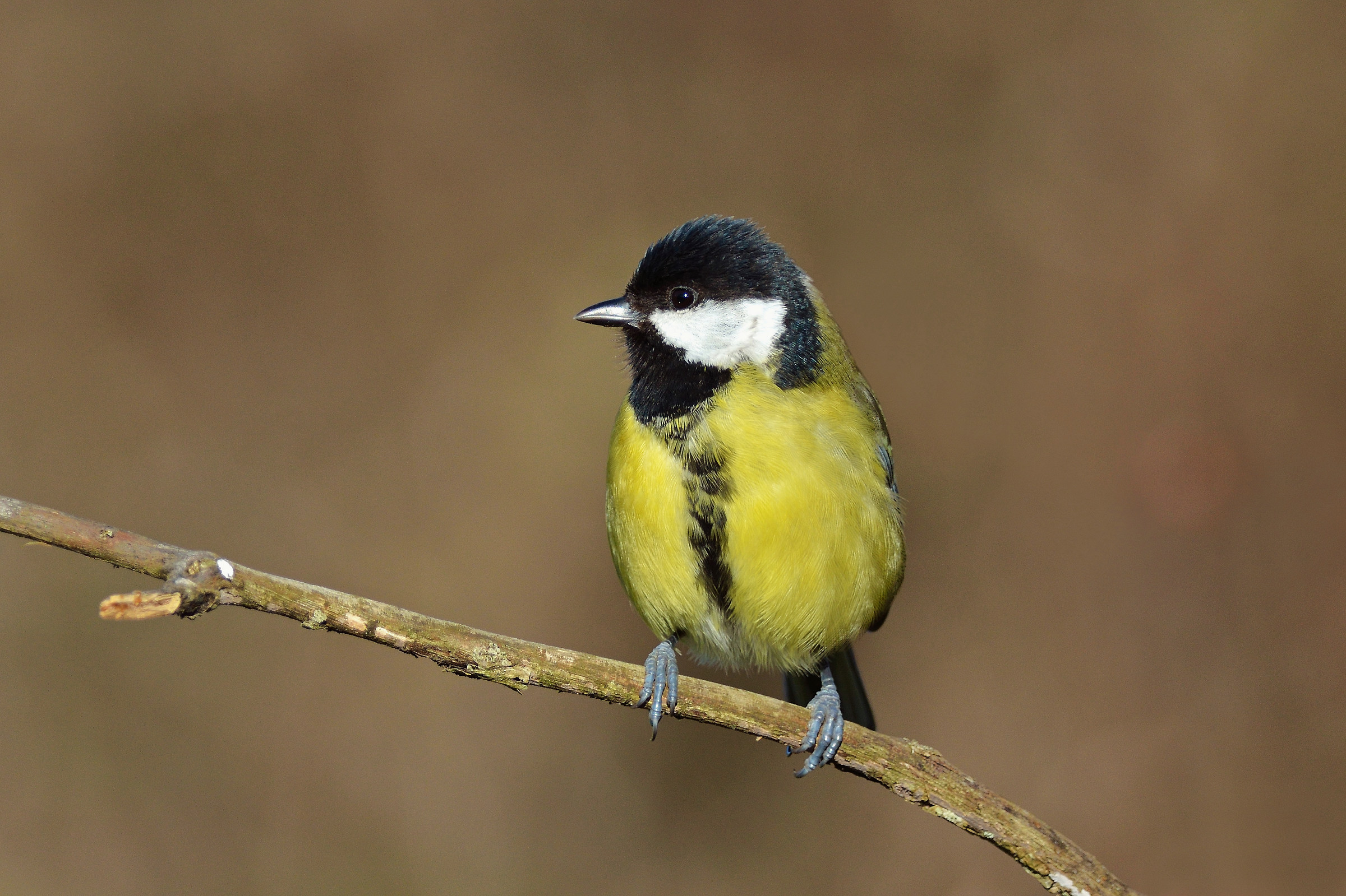 Cinciallegra (Parus major) Femmina