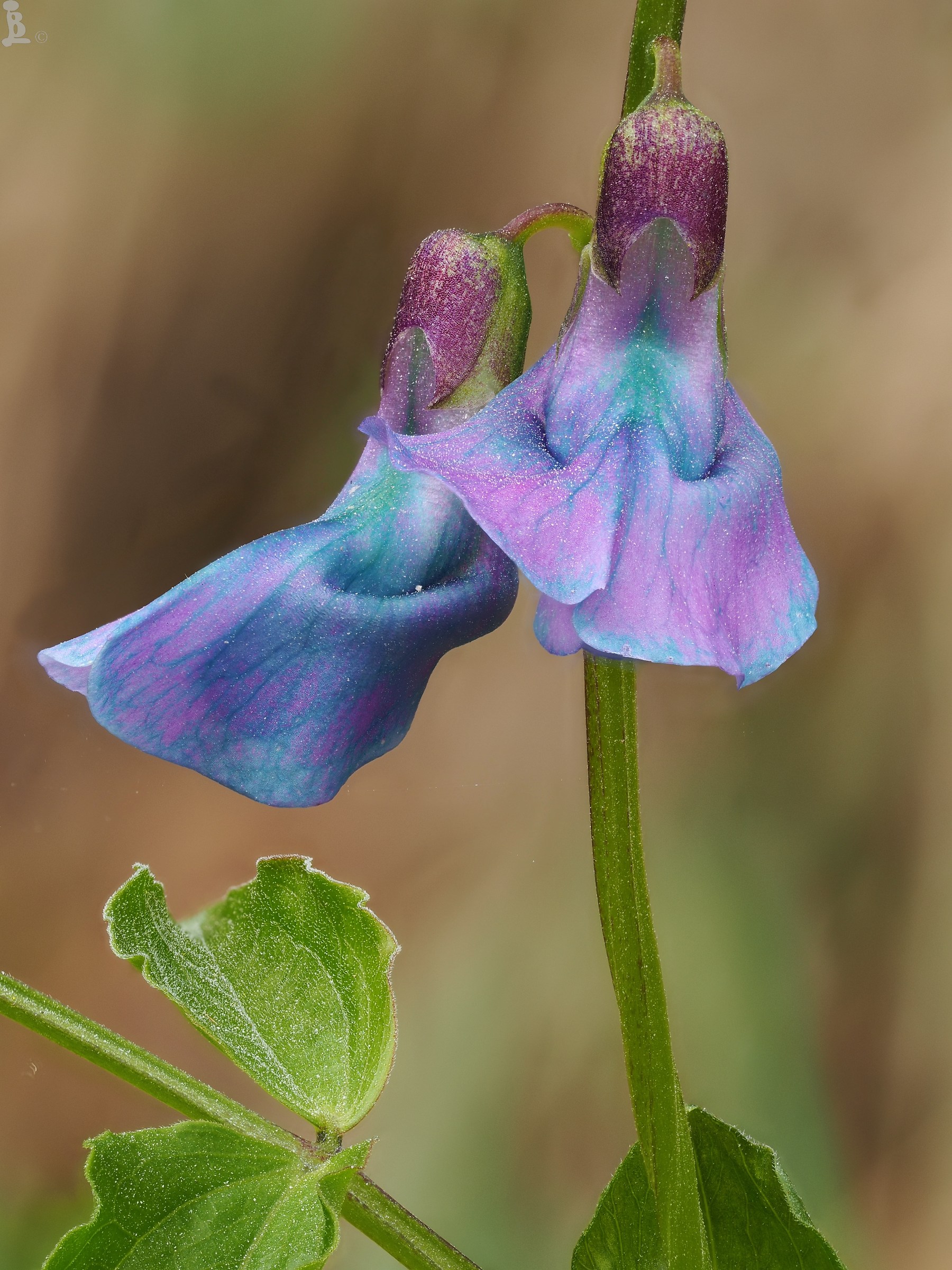 Lathyrus vernus 2
