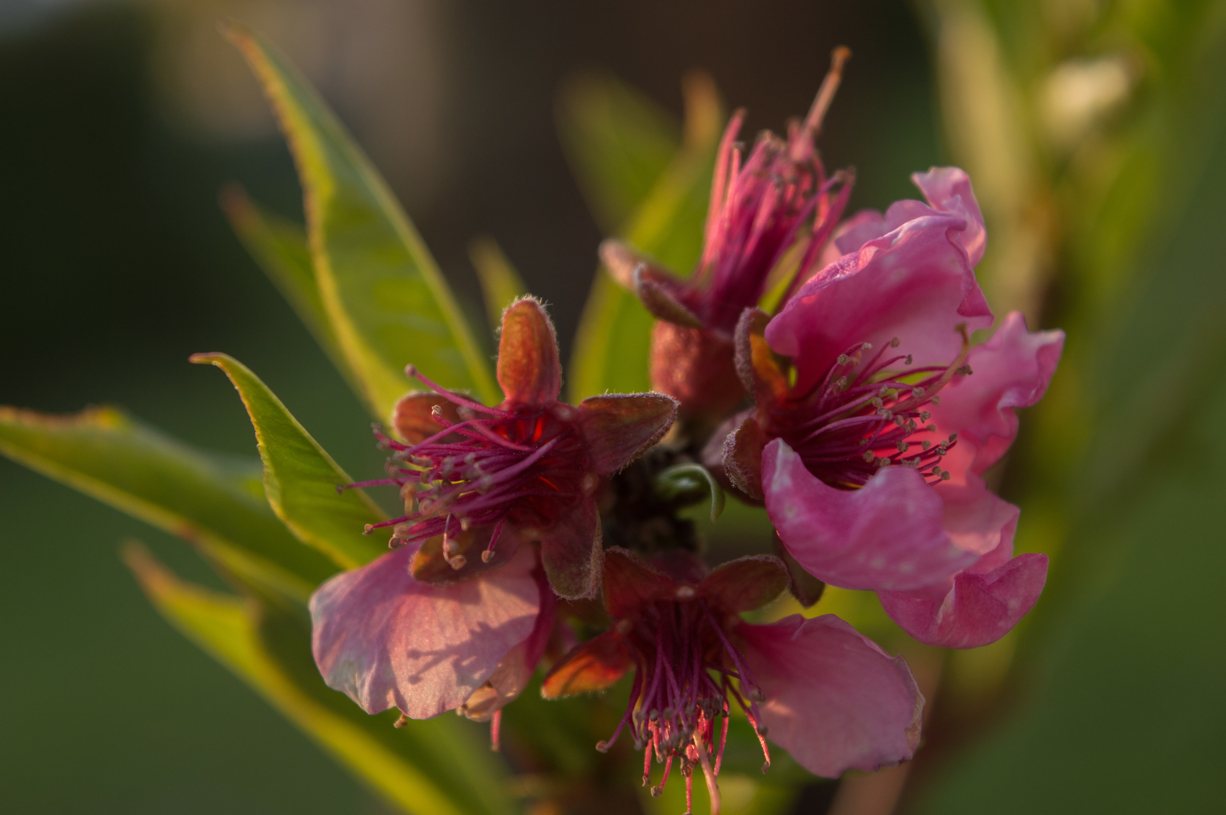 In my garden