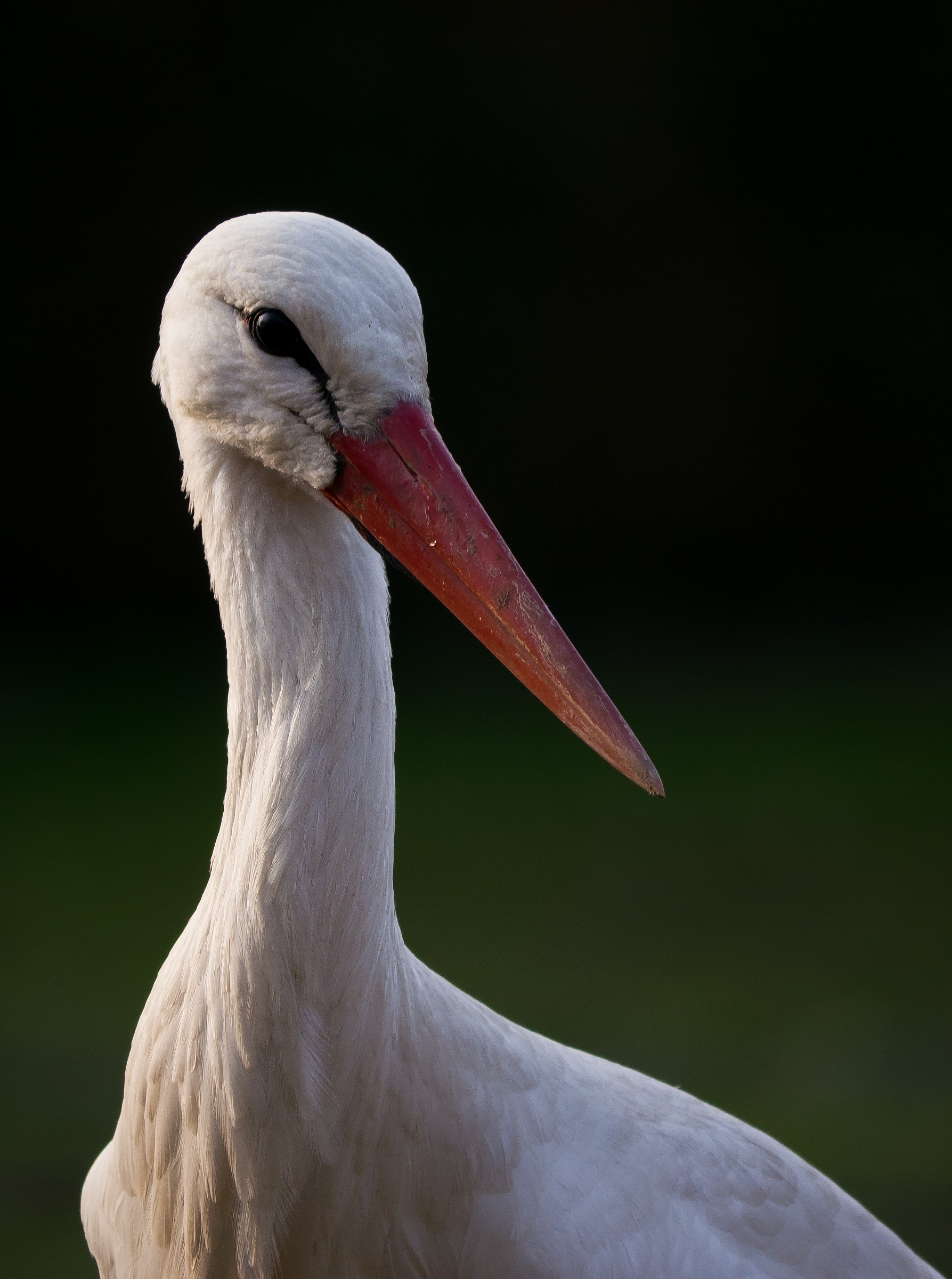 Cicogna  -  Ritratto