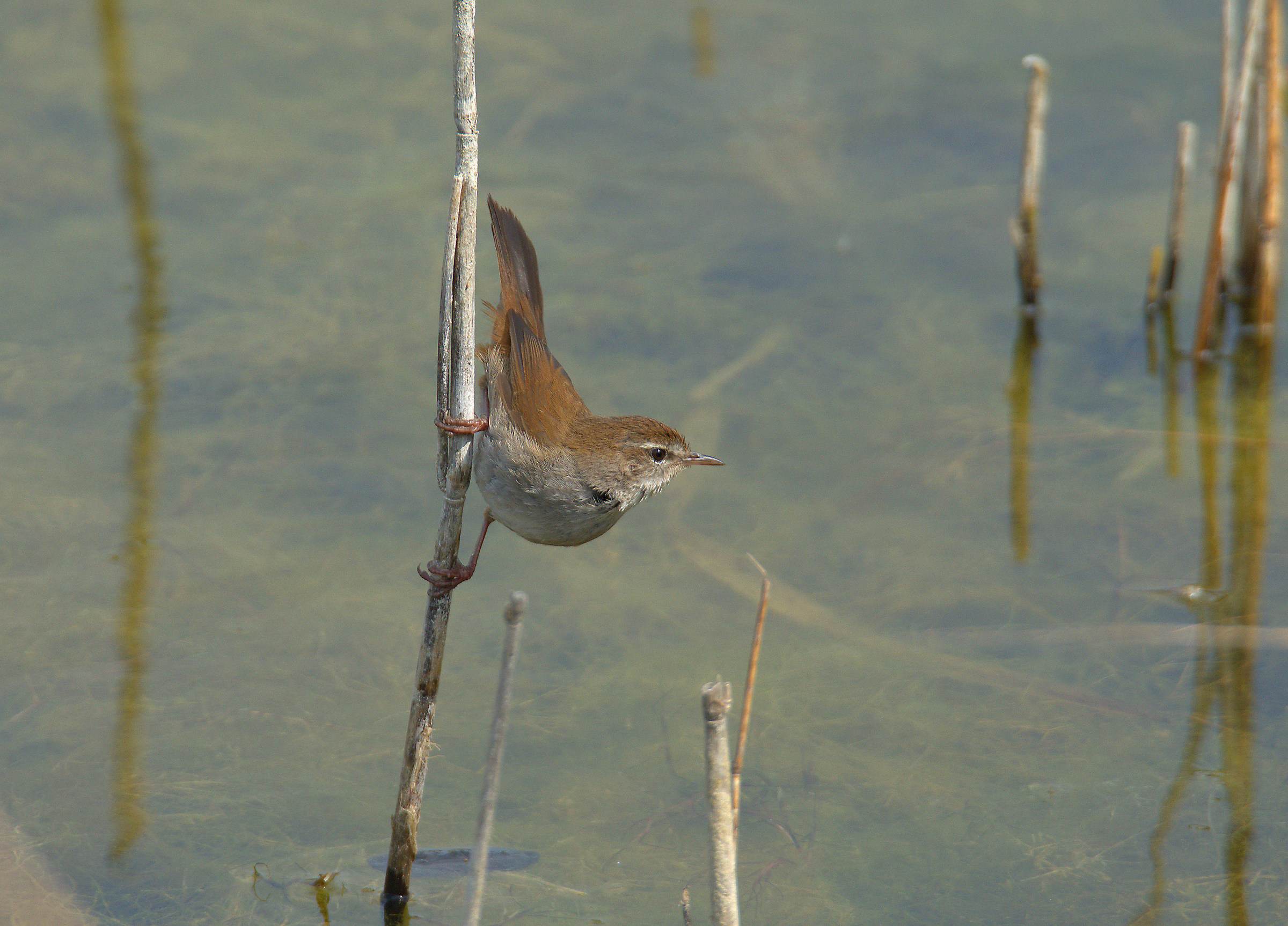Cetti's Warbler