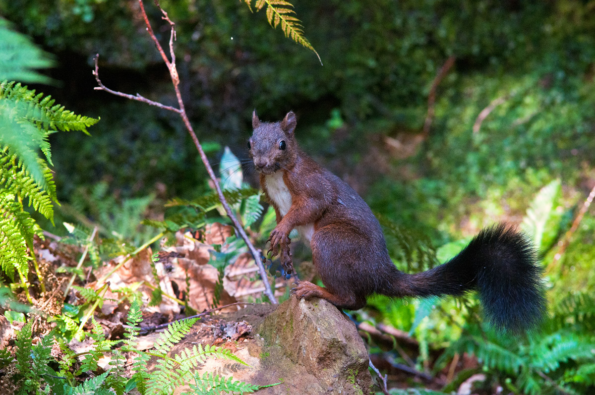 scoiattolo di sentinella