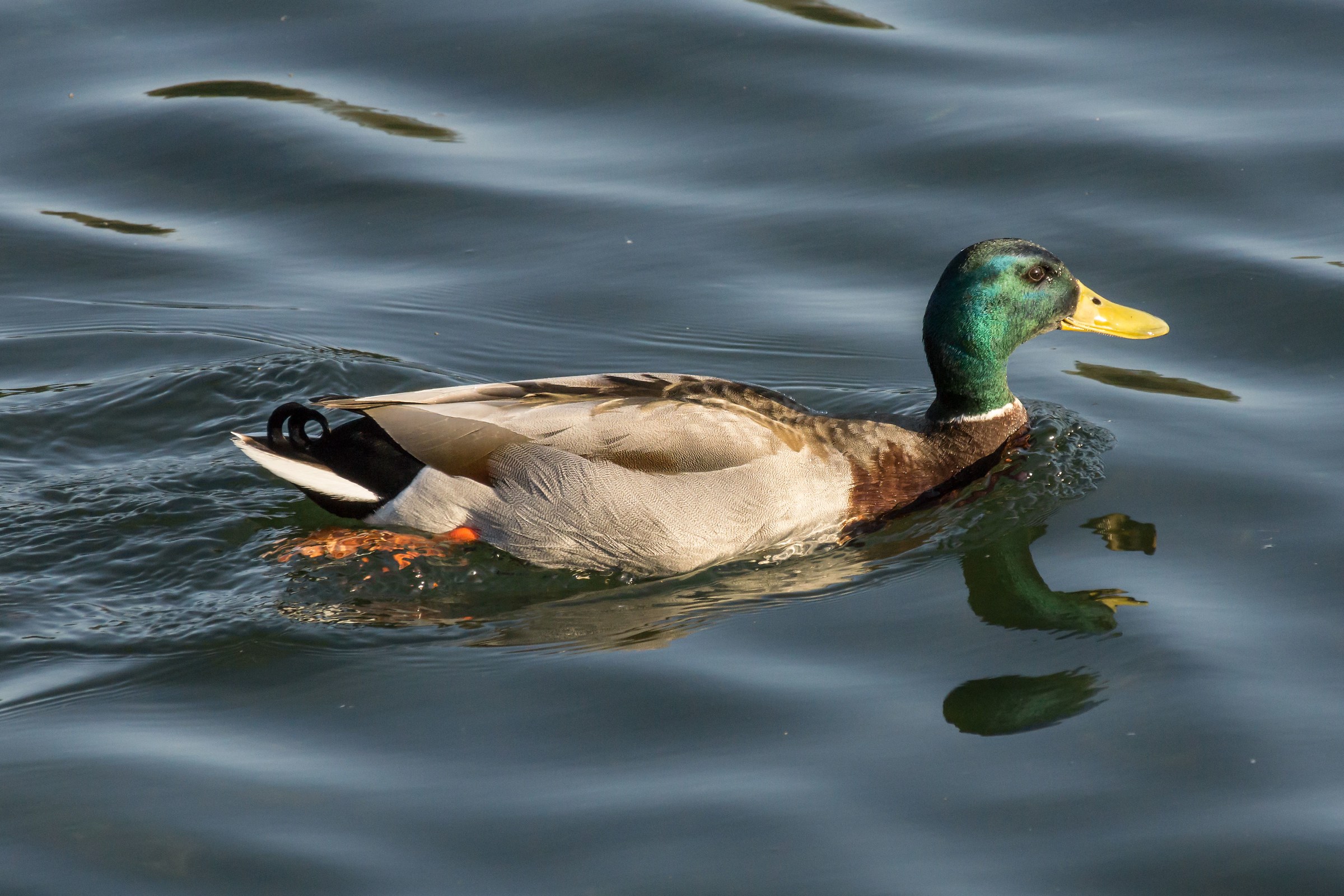 Male Germano reale - 4